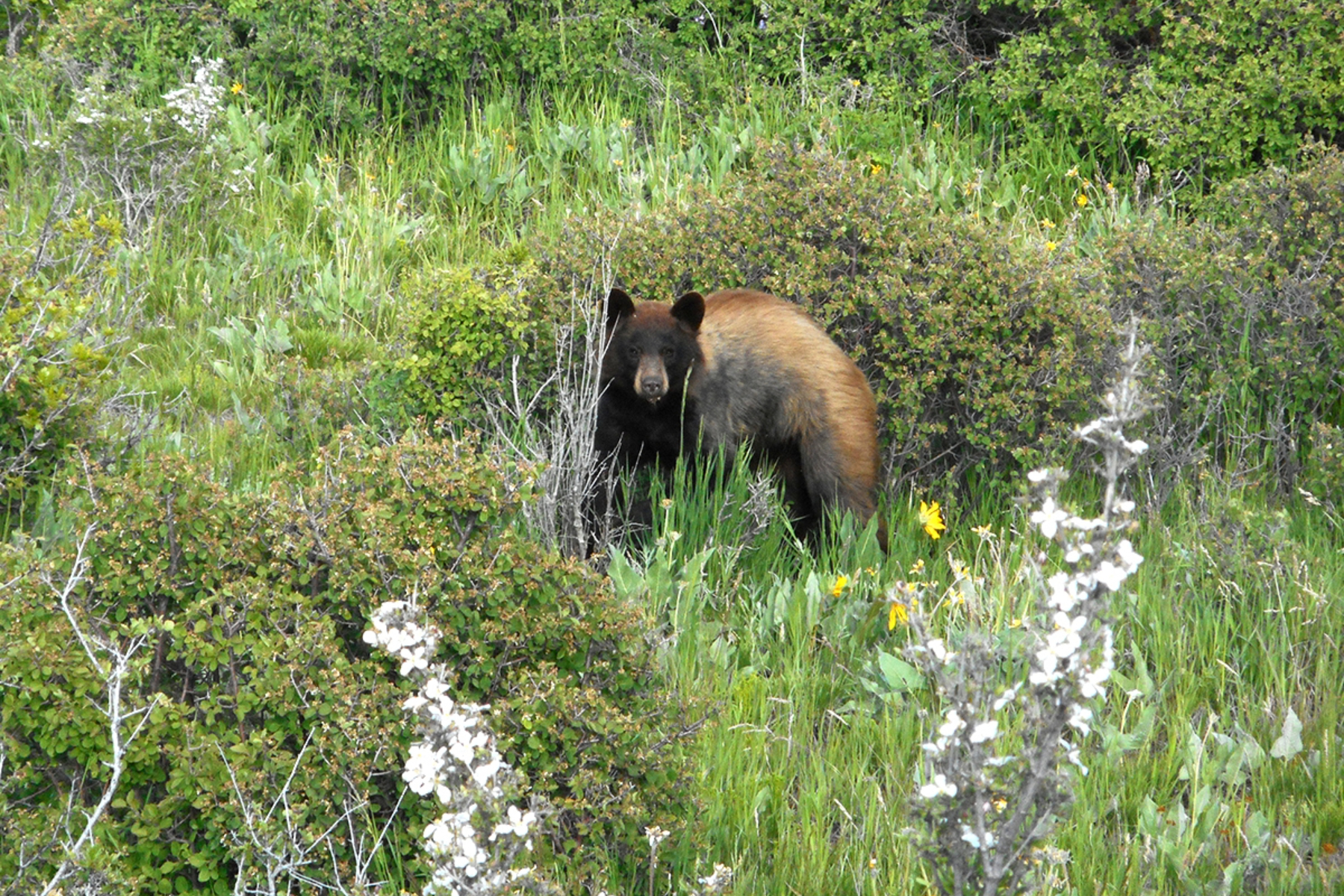 Bear in Mesa Verde National Park