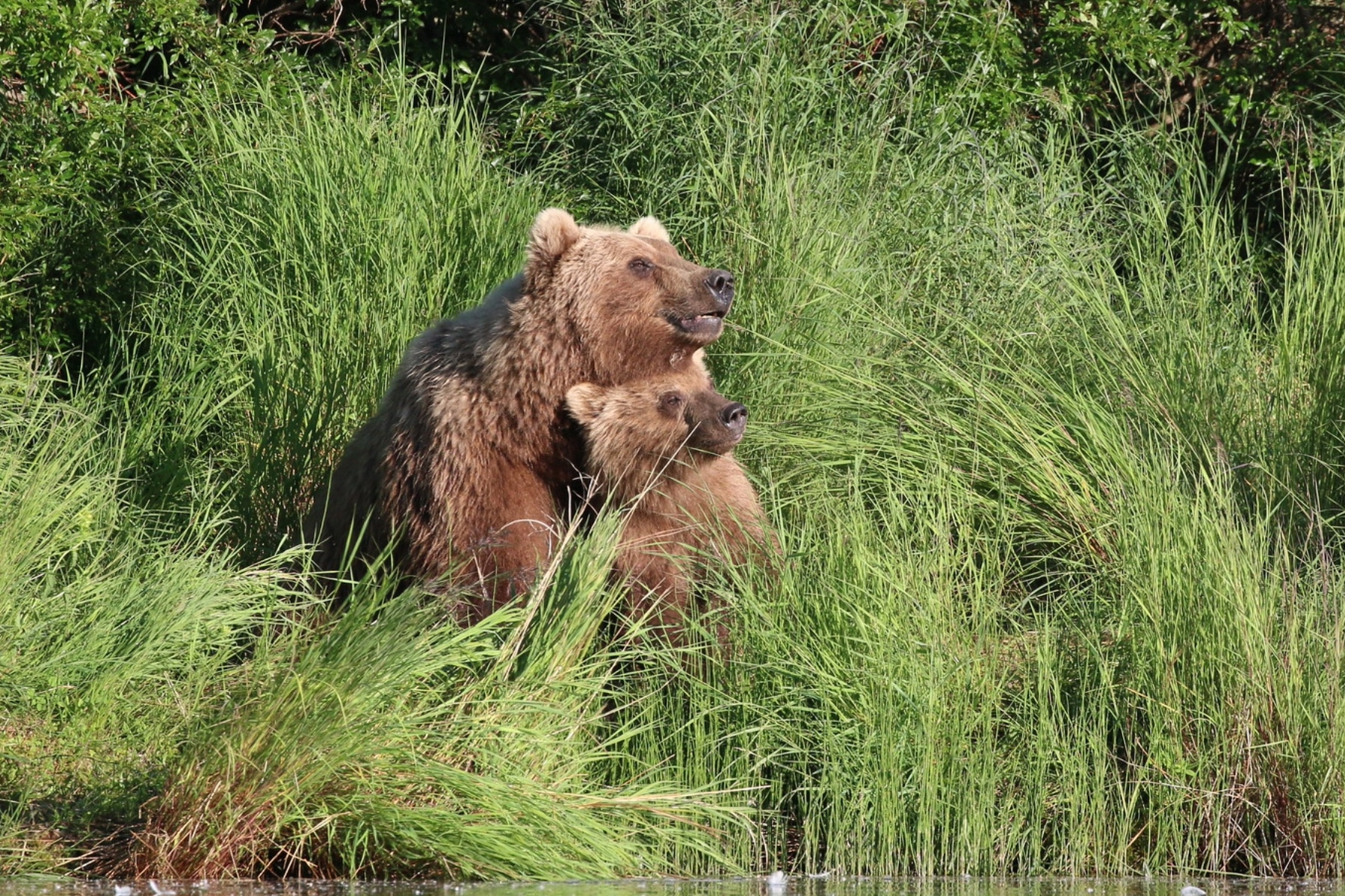 Fat Bear Week 2023 Momma bear and a cub