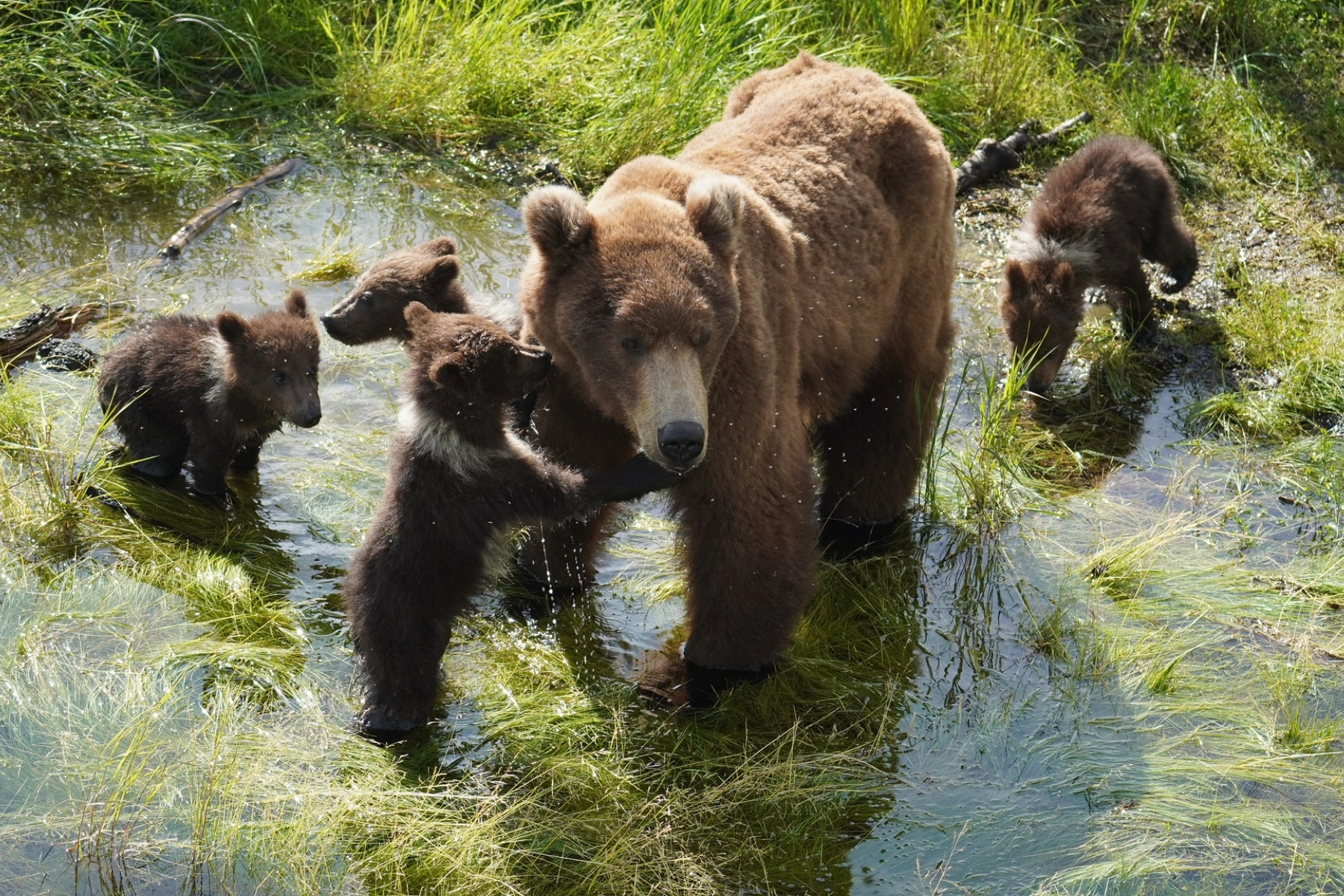 Fat Bear Week Bear with four cubs