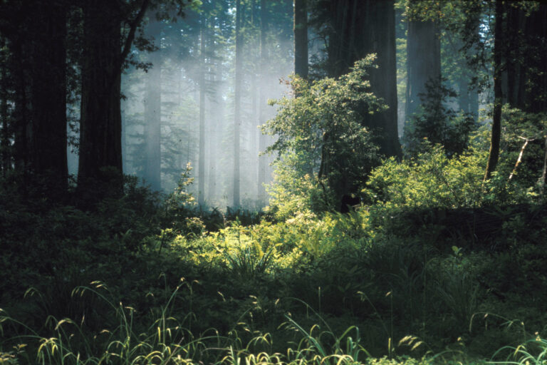 Best Hikes in Redwood National Forest Foggy Trail