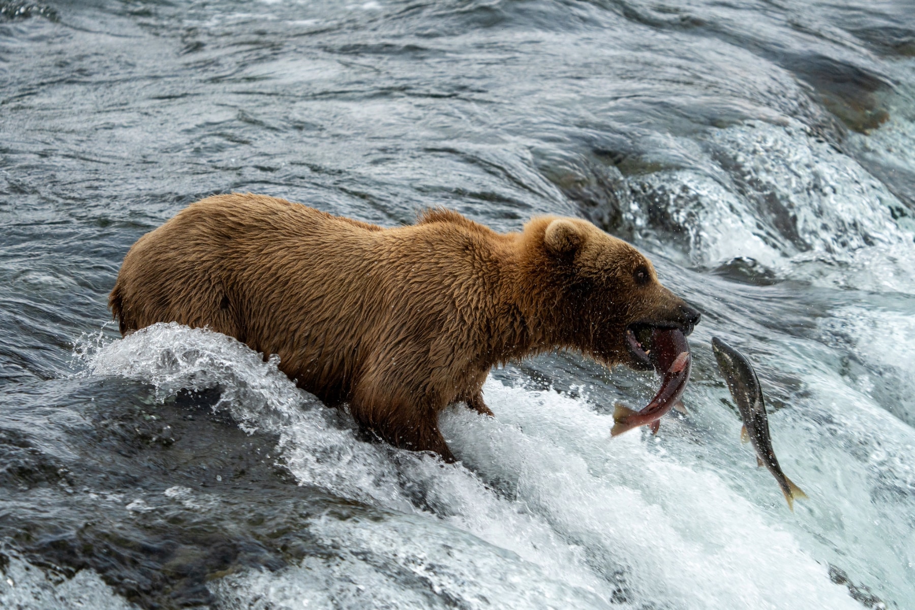 Fat Bear Week Bear Eating Two Fish