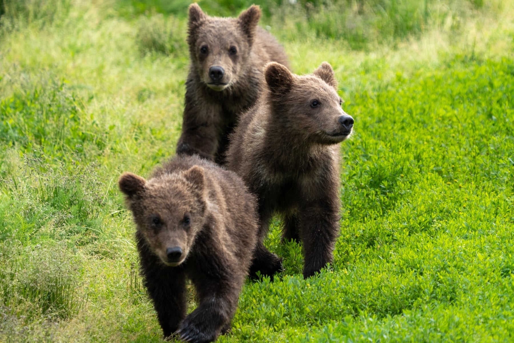 Fat Bear Week Cubs Katmai National Park