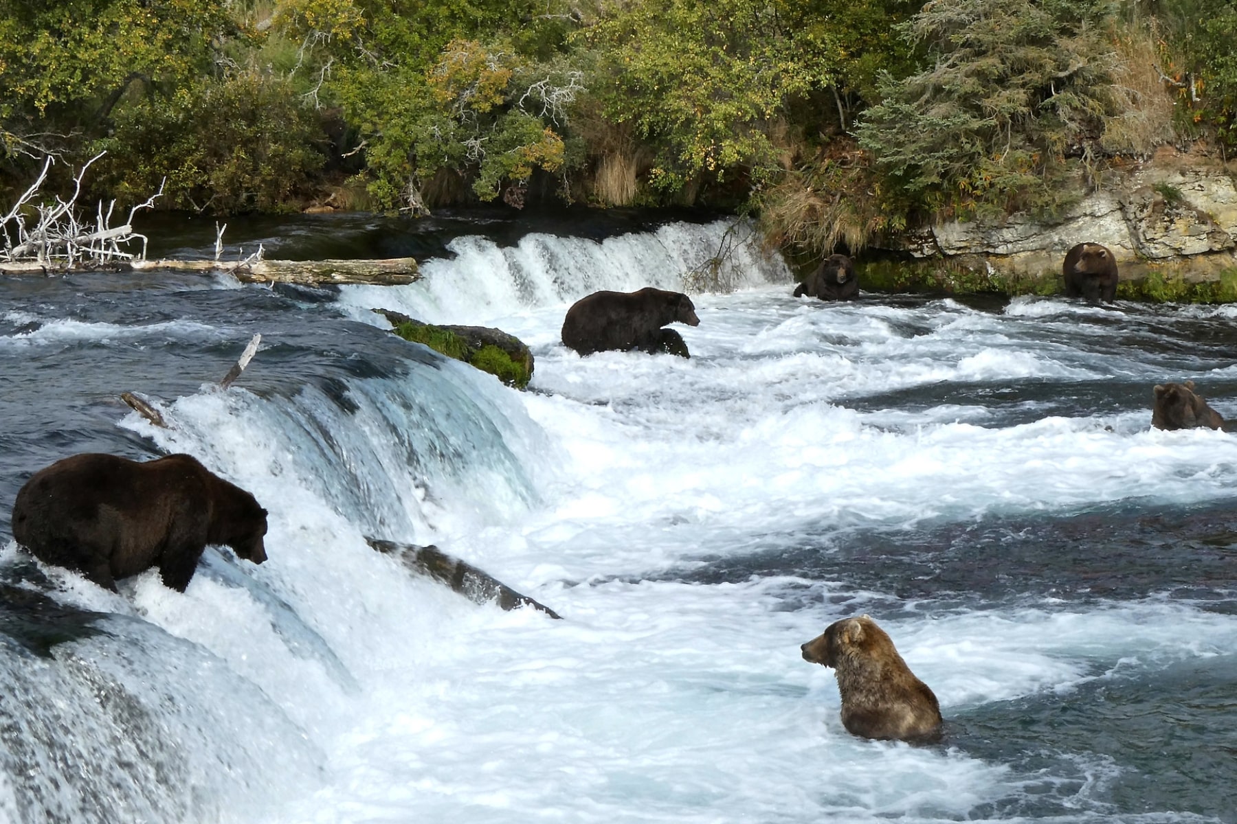 Fat Bear Week waterfall Katmai National Park