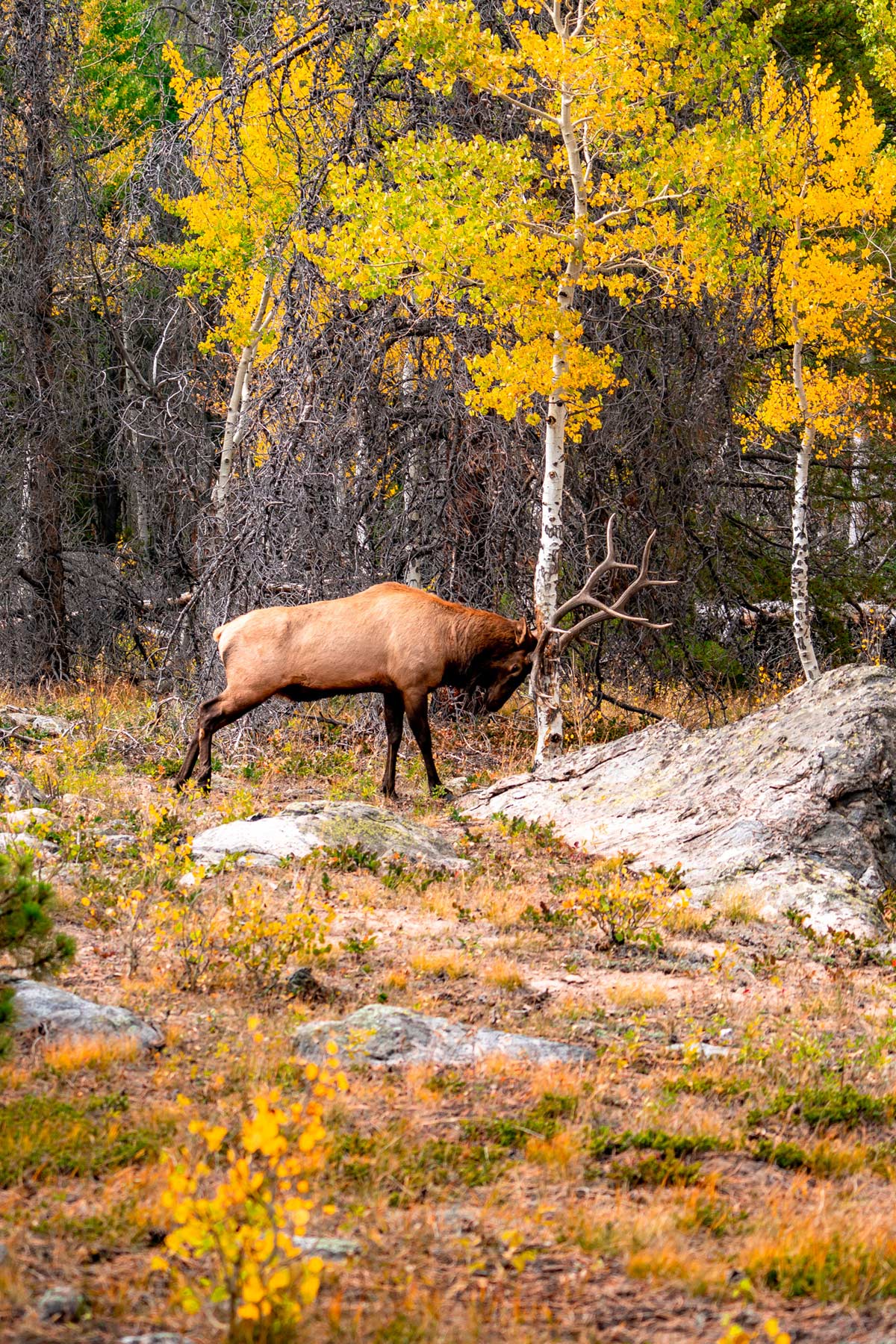best national parks in the fall, rocky mountain national park,