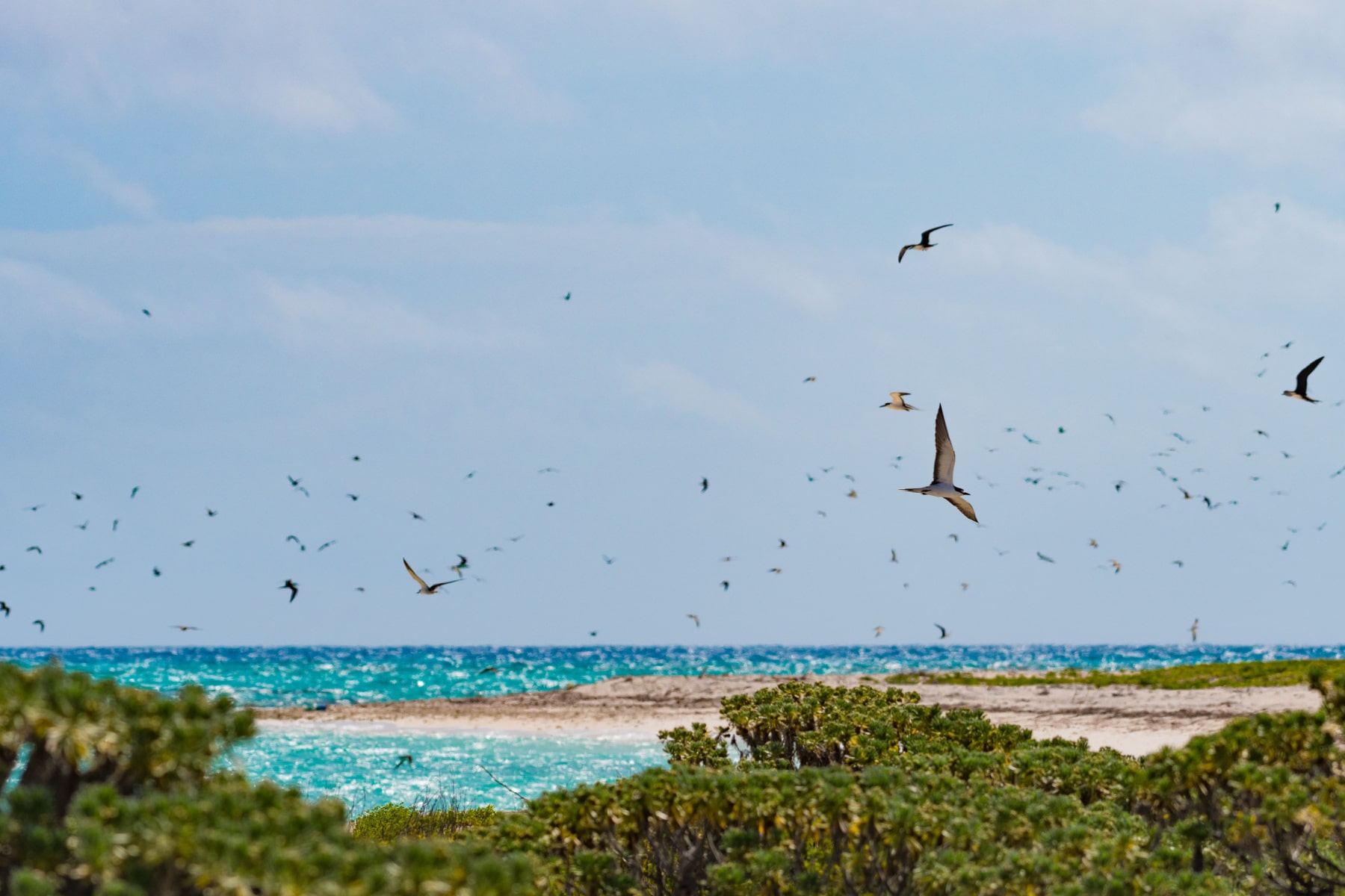 Brown Noddies over Bush Key in Dry Tortugas National Park during spring migration. 