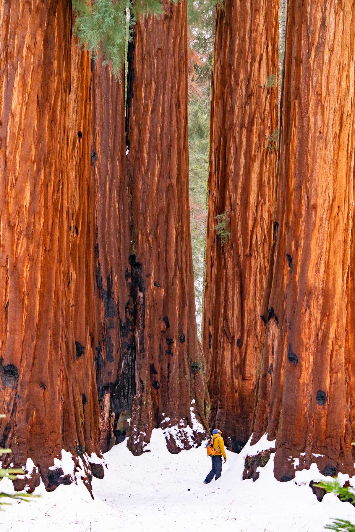 hiking the congress trail is one of the best things to do in sequoia national park