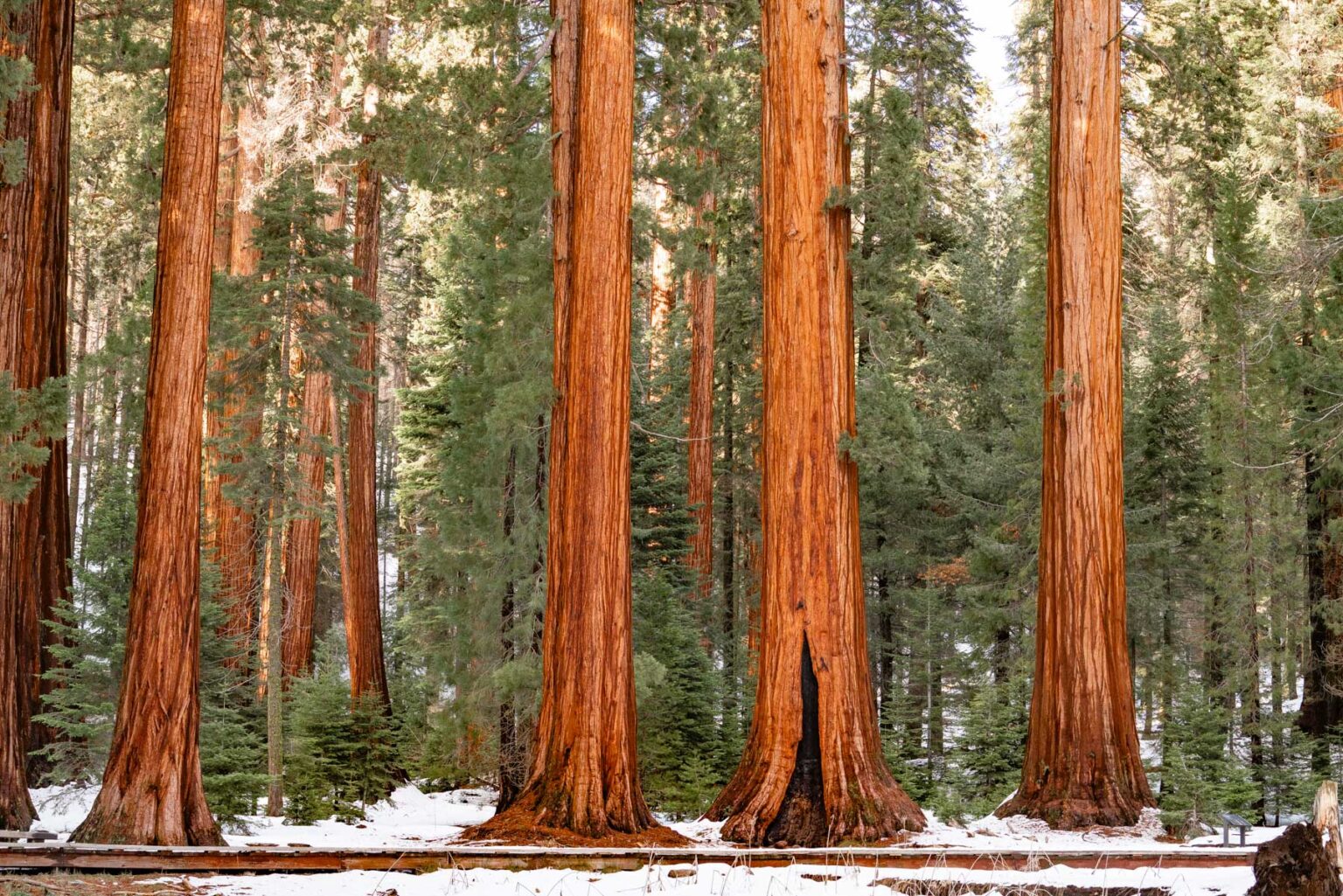 The Big Trees Trail in snow.