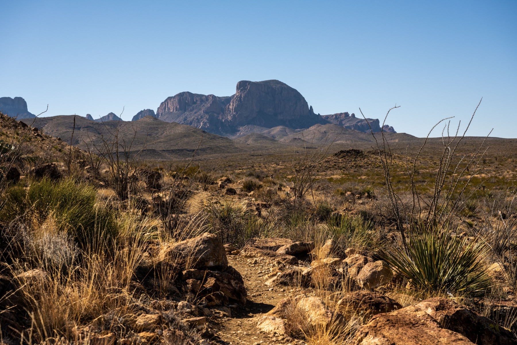 Lone Mountain seen in the distance on a desert trailhead.