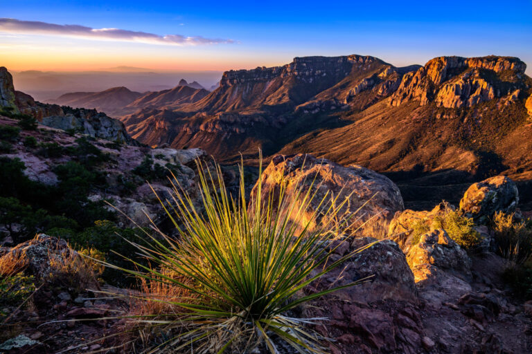 Desert flowers stand out among a sunset view of mountains at Big Bend National Park.