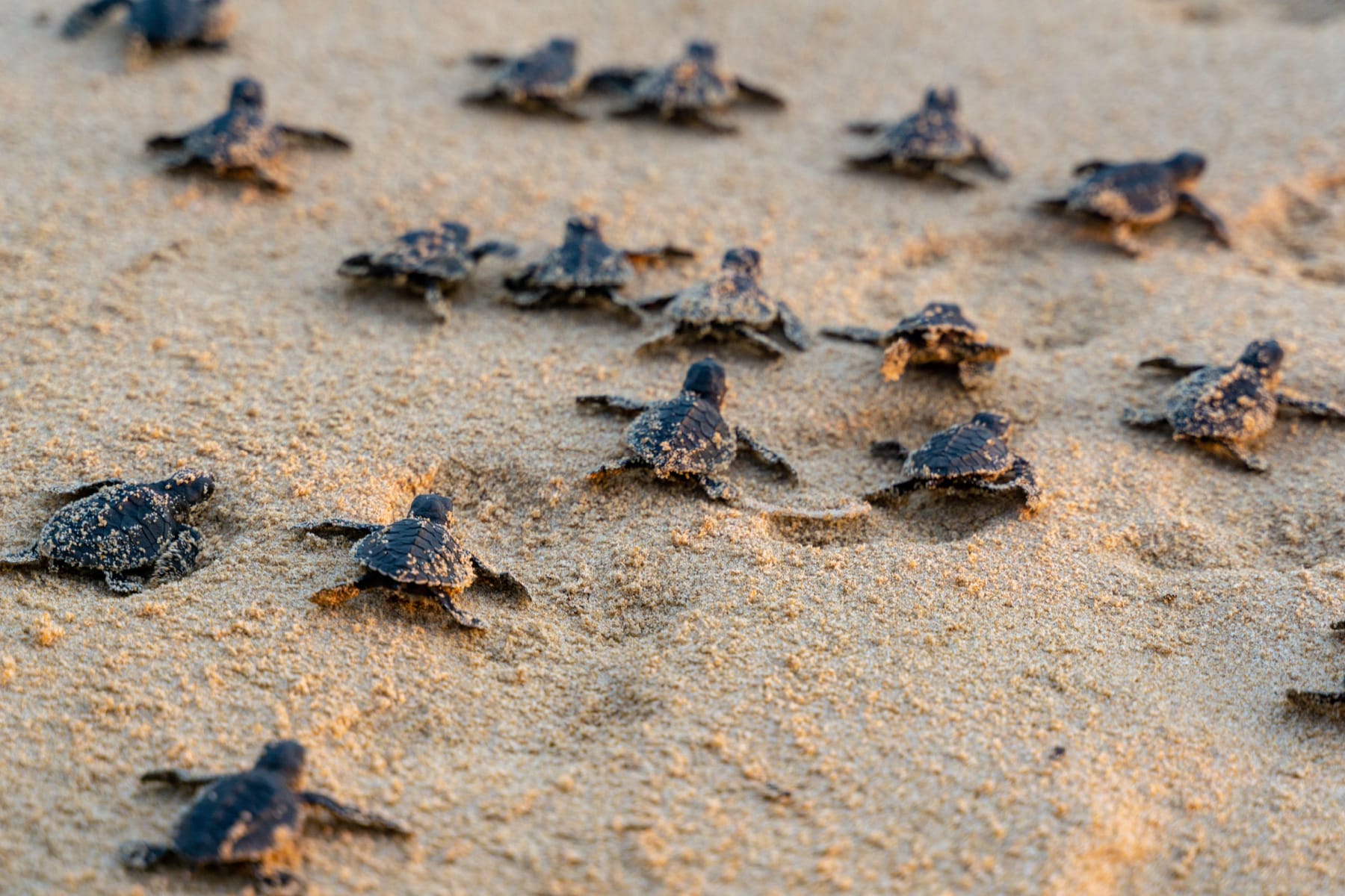 Sea Turtle hatchlings making their way across a sandy beach, one of the top sights at Dry Tortugas National Park.