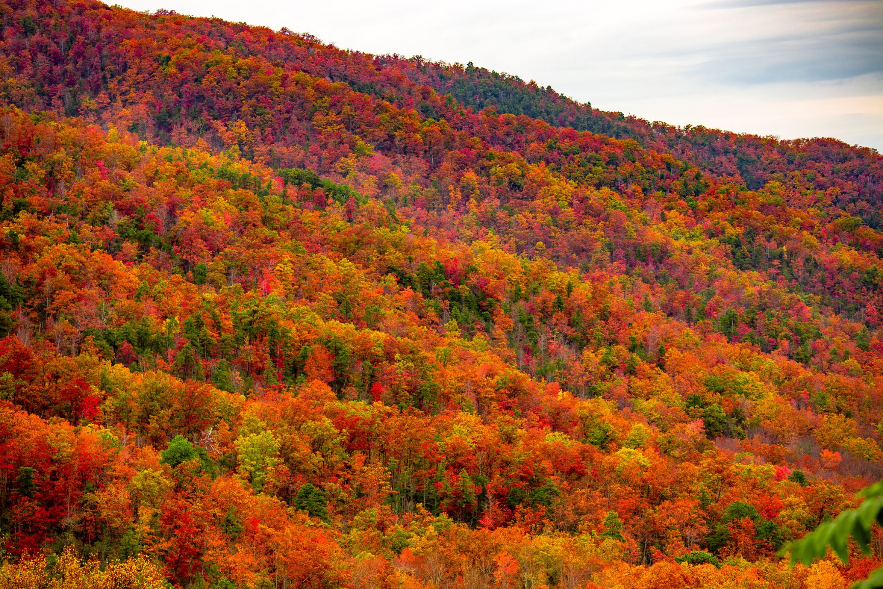 Newfound Gap Overlook fall foliage