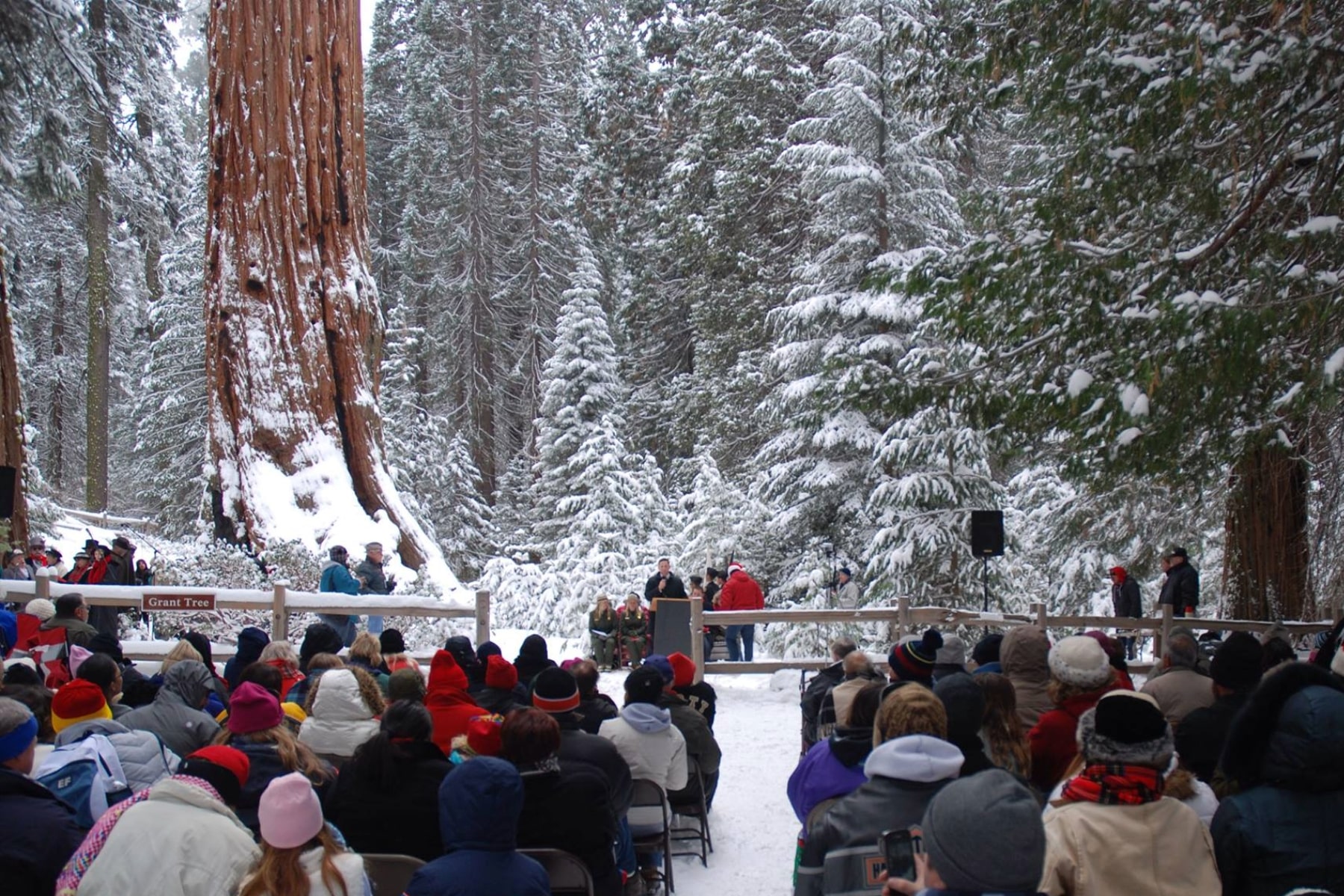 Trek to the Tree event with people seated facing General Grant Tree in Kings Canyon.