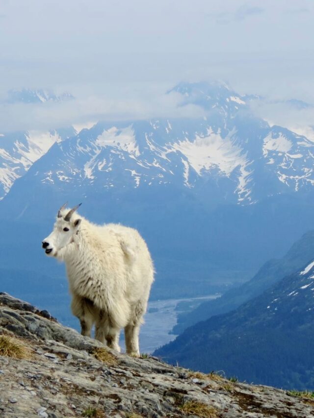 The GOAT of Kenai Fjords: Harding Icefield Trail