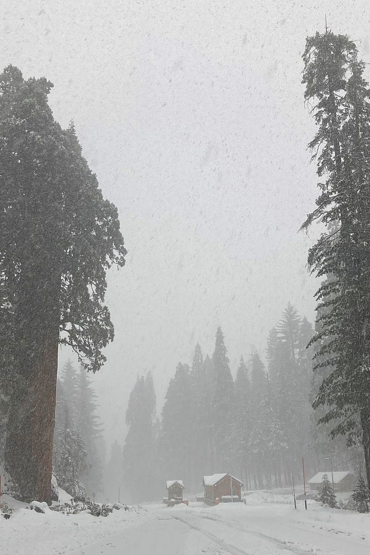 Kings Canyon snowstorm in December 2022. 