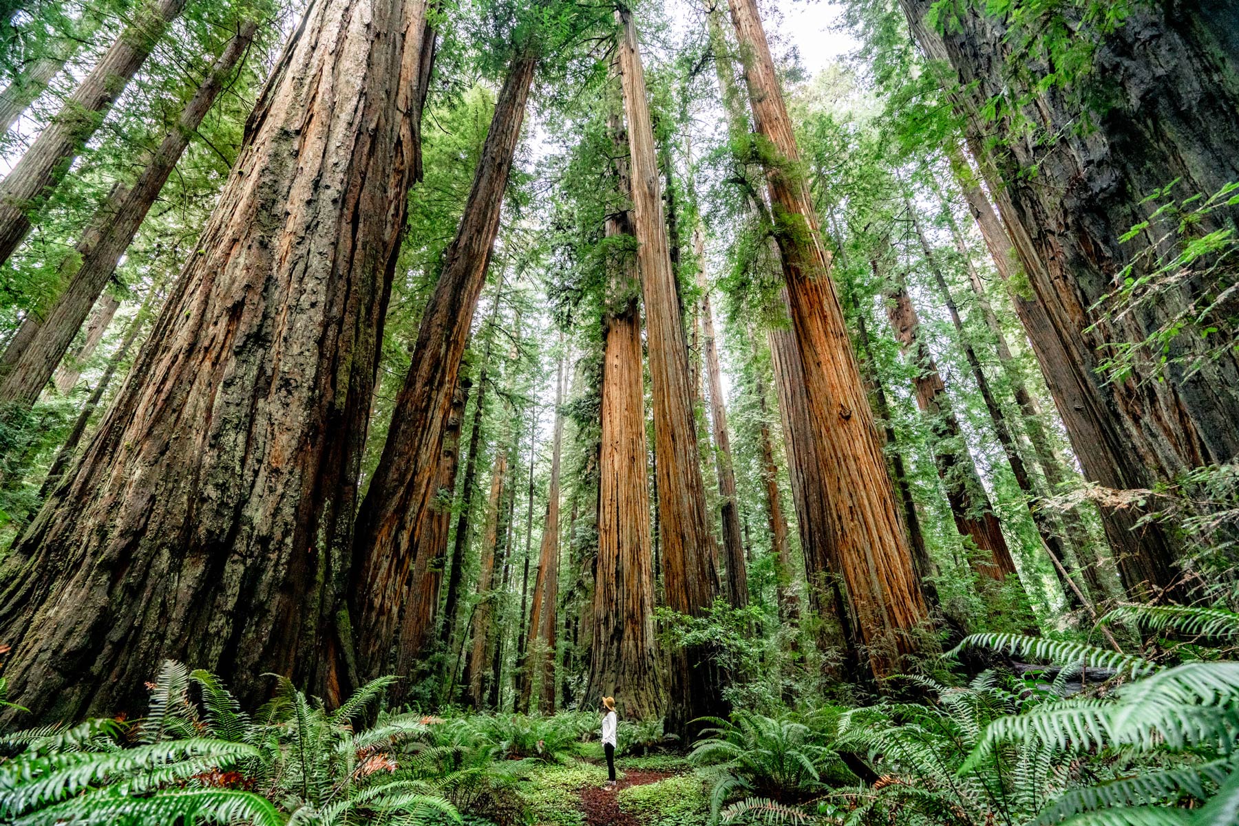 redwood national park, best national parks to visit in July