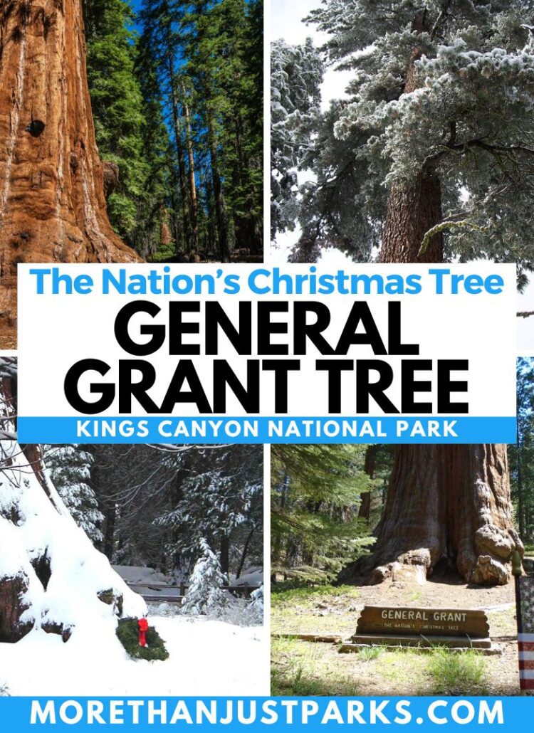 TRUE STORY: The General Grant Tree IS the Nation’s Xmas Tree! (+ Other Sequoia Facts)