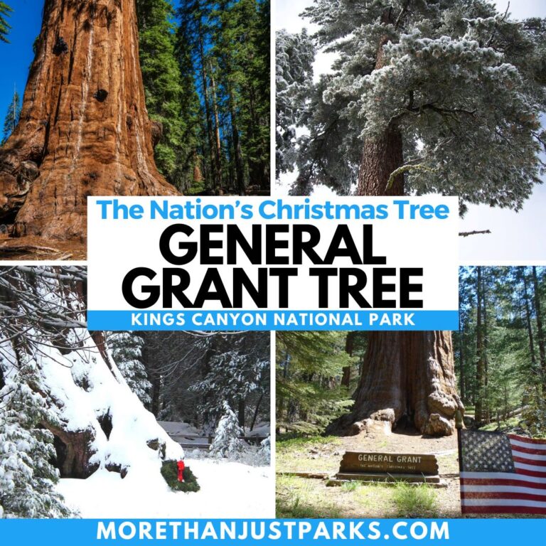 Graphic reads "The Nation's Christmas Tree General Grant Tree Kings Canyon National Park."