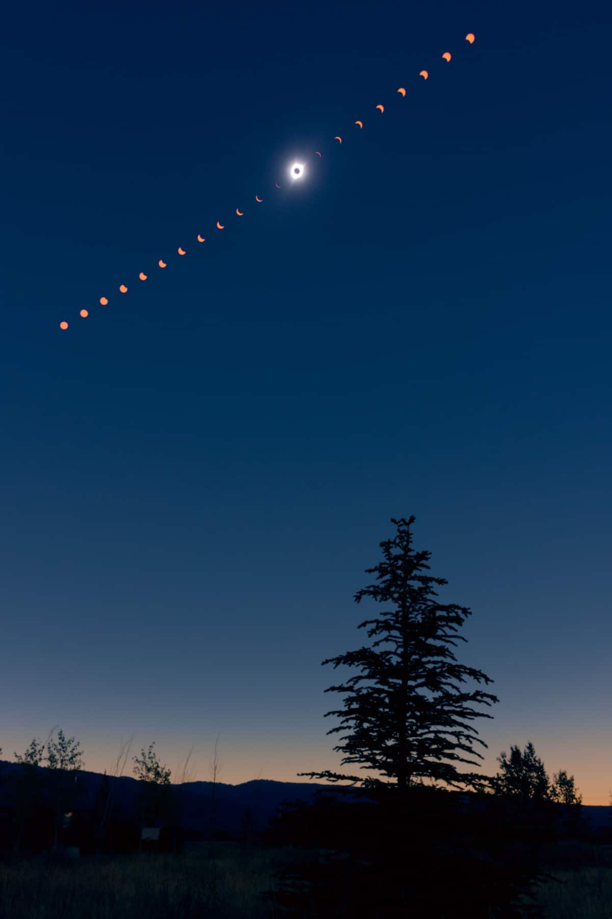 A pine tree stands alone with a solar eclipse progression illustrated in the sky above. 