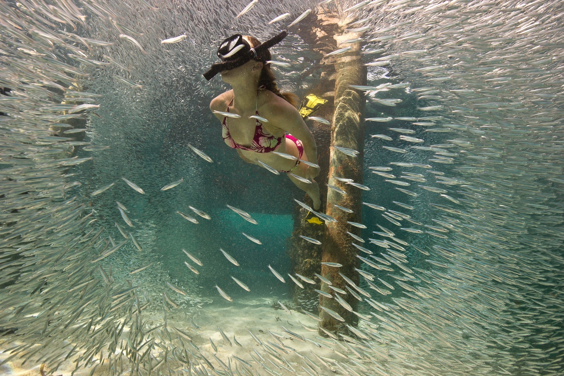 Schools of fish surround a snorkeler in Florida's Coral Reef.