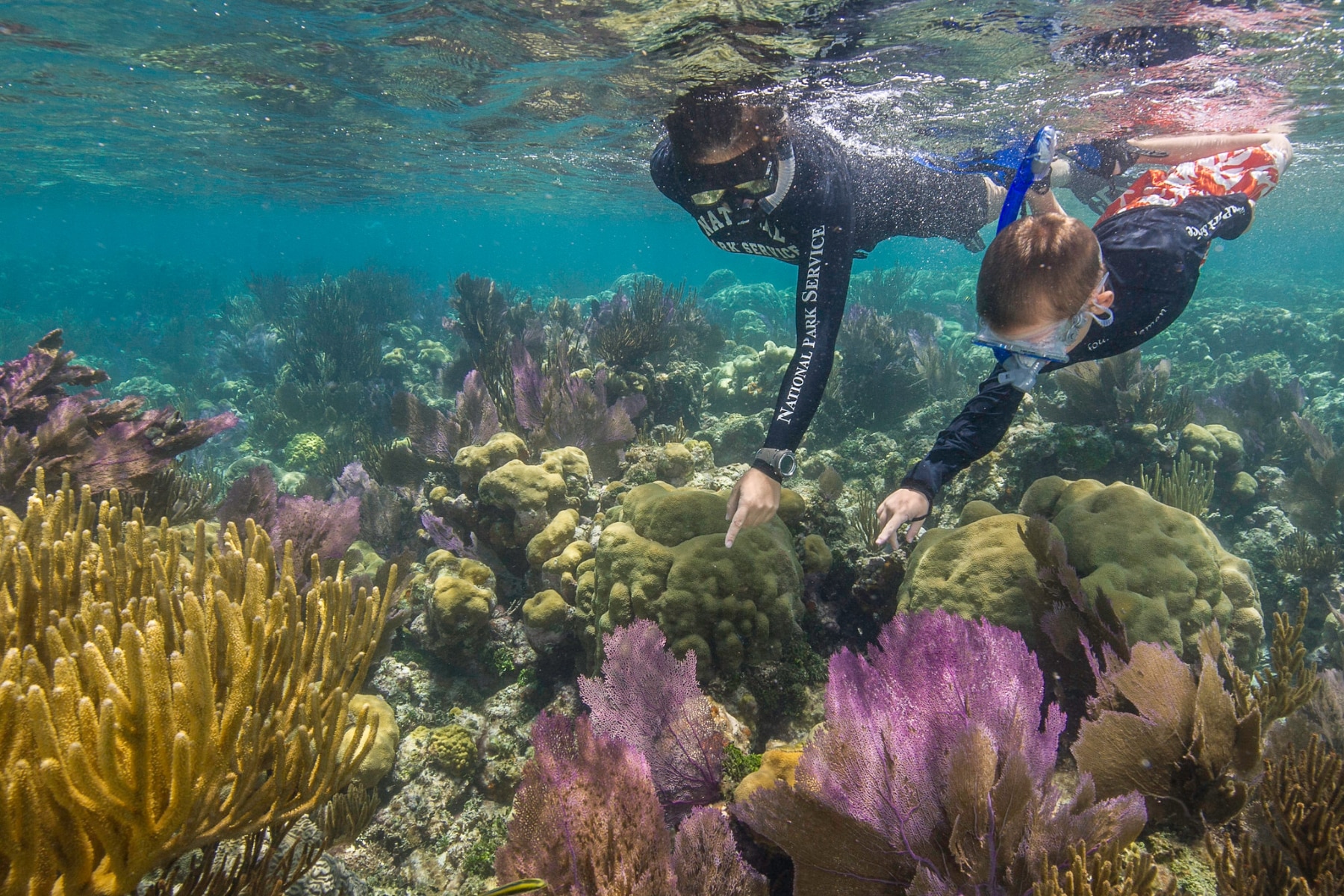 A snorkeler floats above a reef with colorful plants and marine life in Dry Tortugas.
