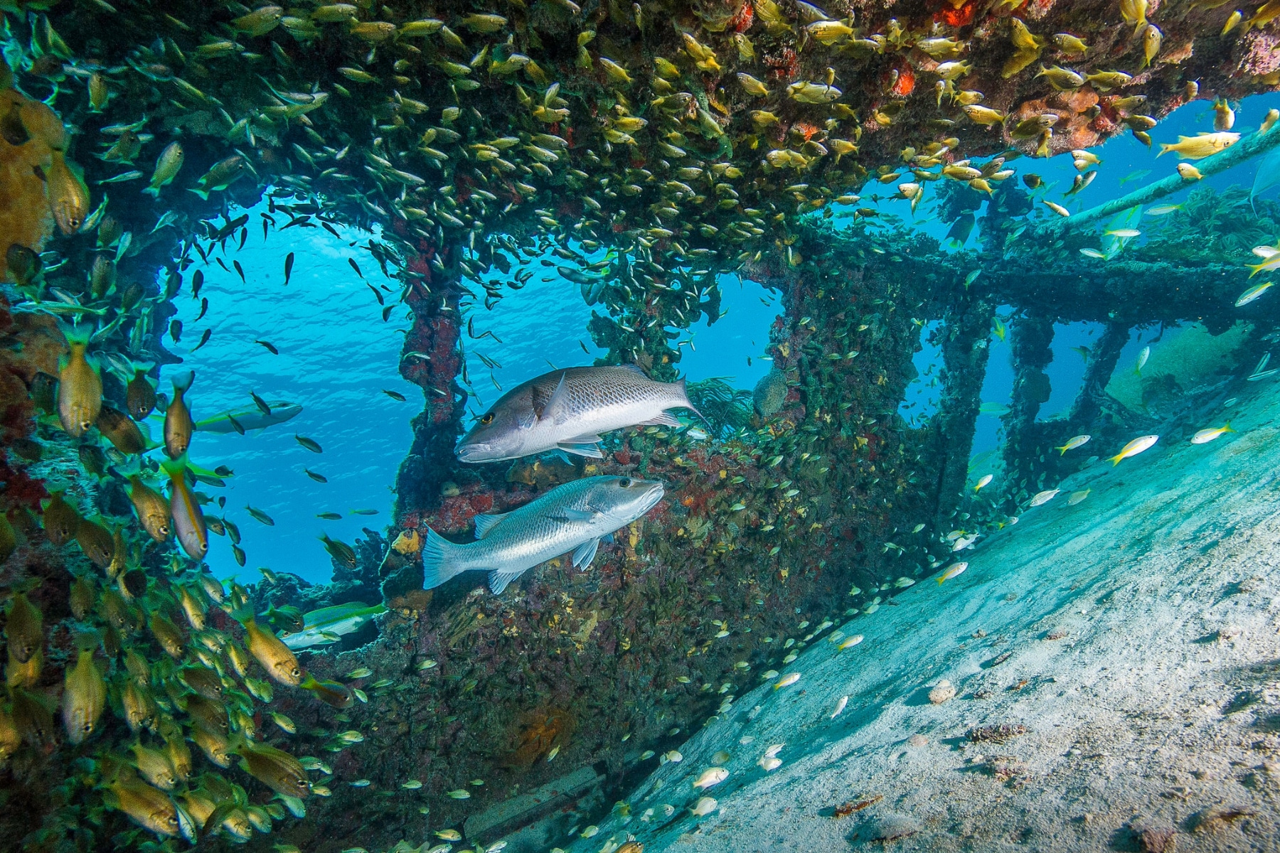 Shipwreck in Dry Tortugas with hundreds of tropical fish. 