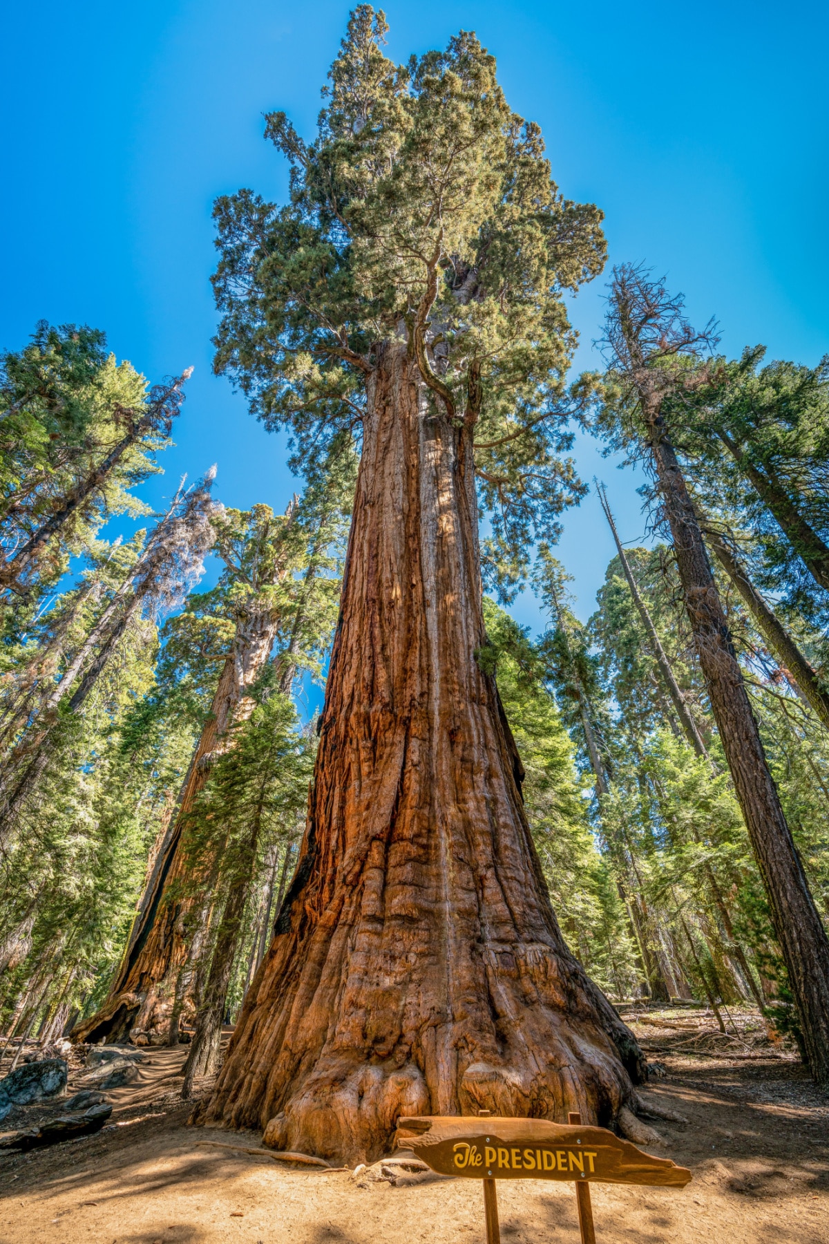 The President sequoia tree seen from base to top, which spans 241 feet.