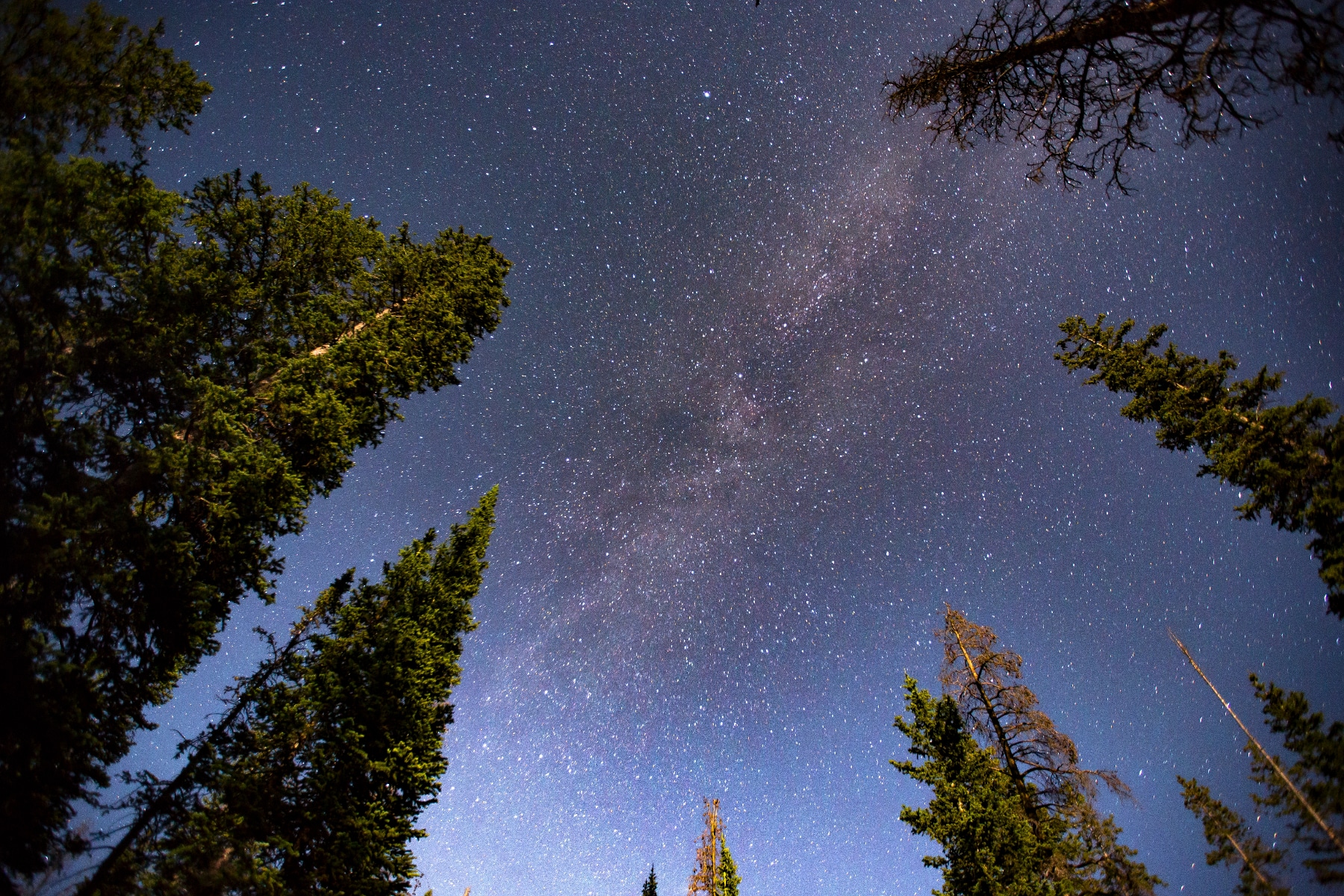 A view from the forest floor looking up through treetops at the darkest skies with stars shining brightly.