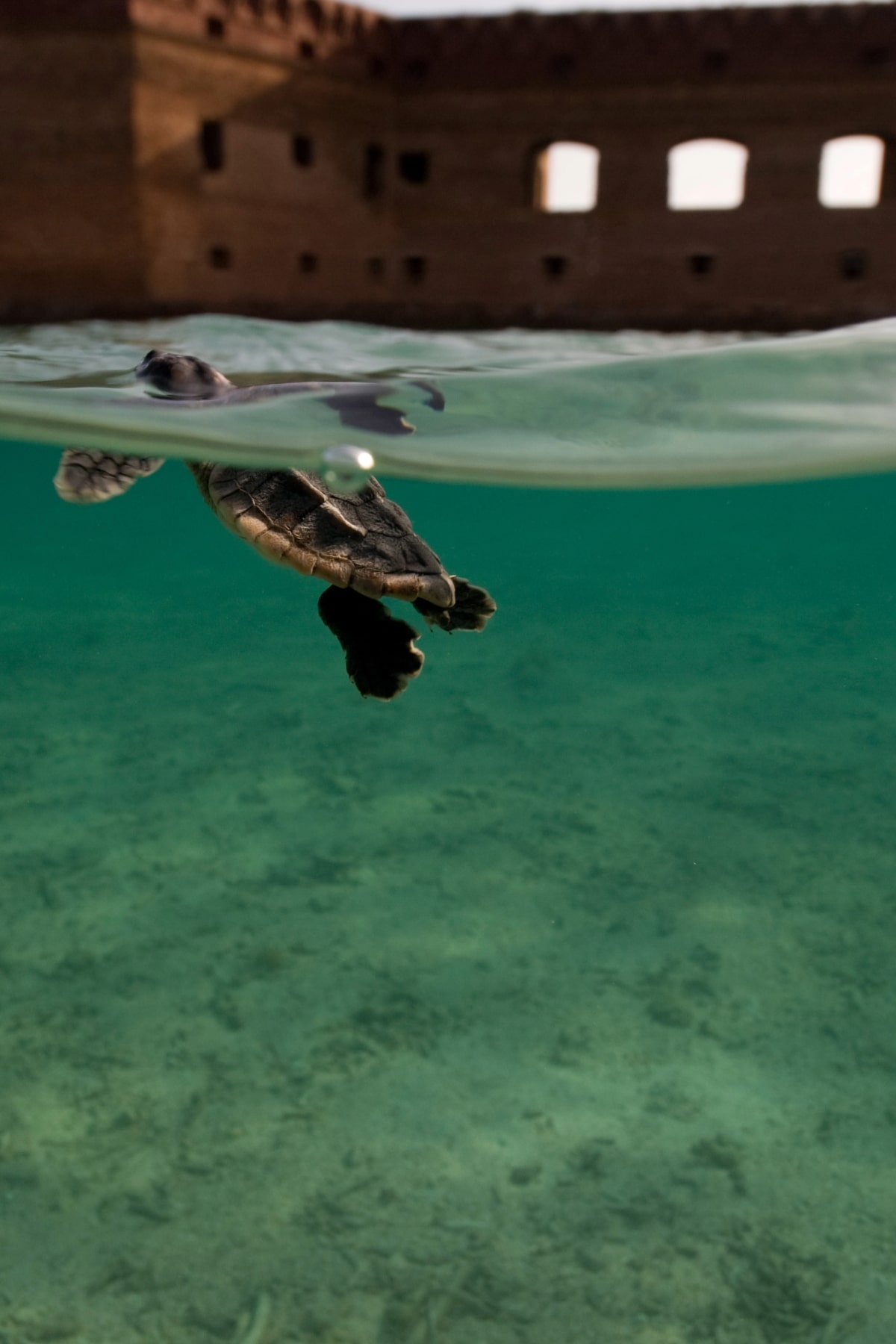A sea turtle in the water with Fort Jefferson at Dry Tortugas in the background.
