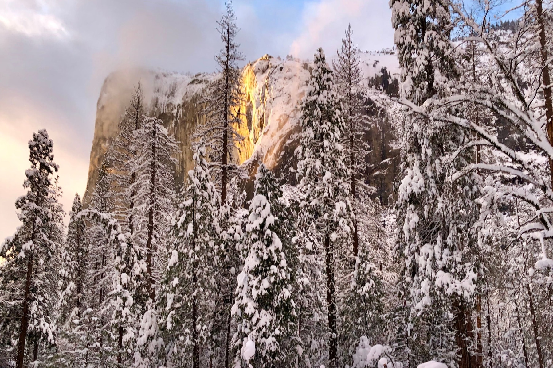 Trees covered in snow with Firefall in the distance at Yosemite.