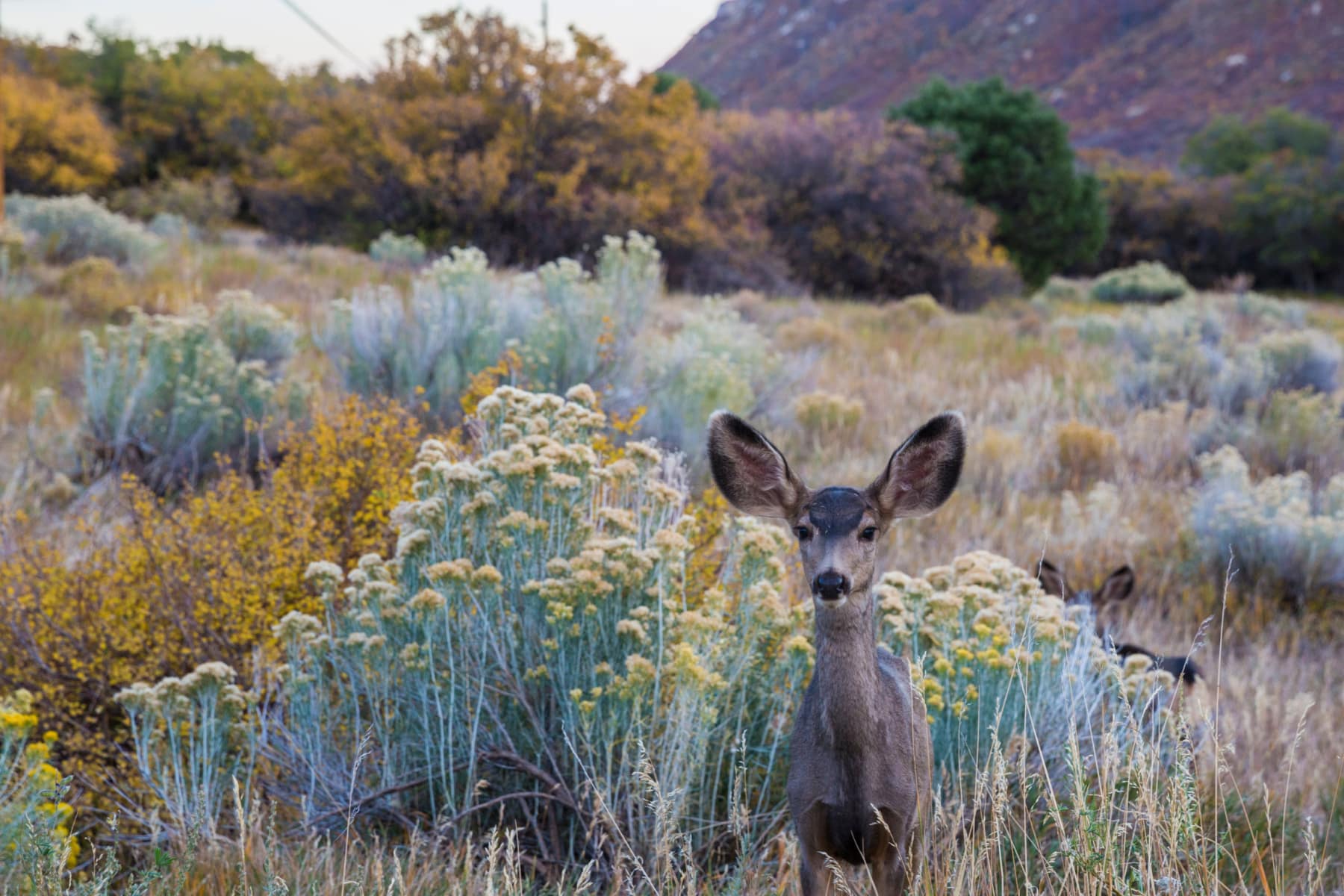Wild deer in Mesa Verde National Park