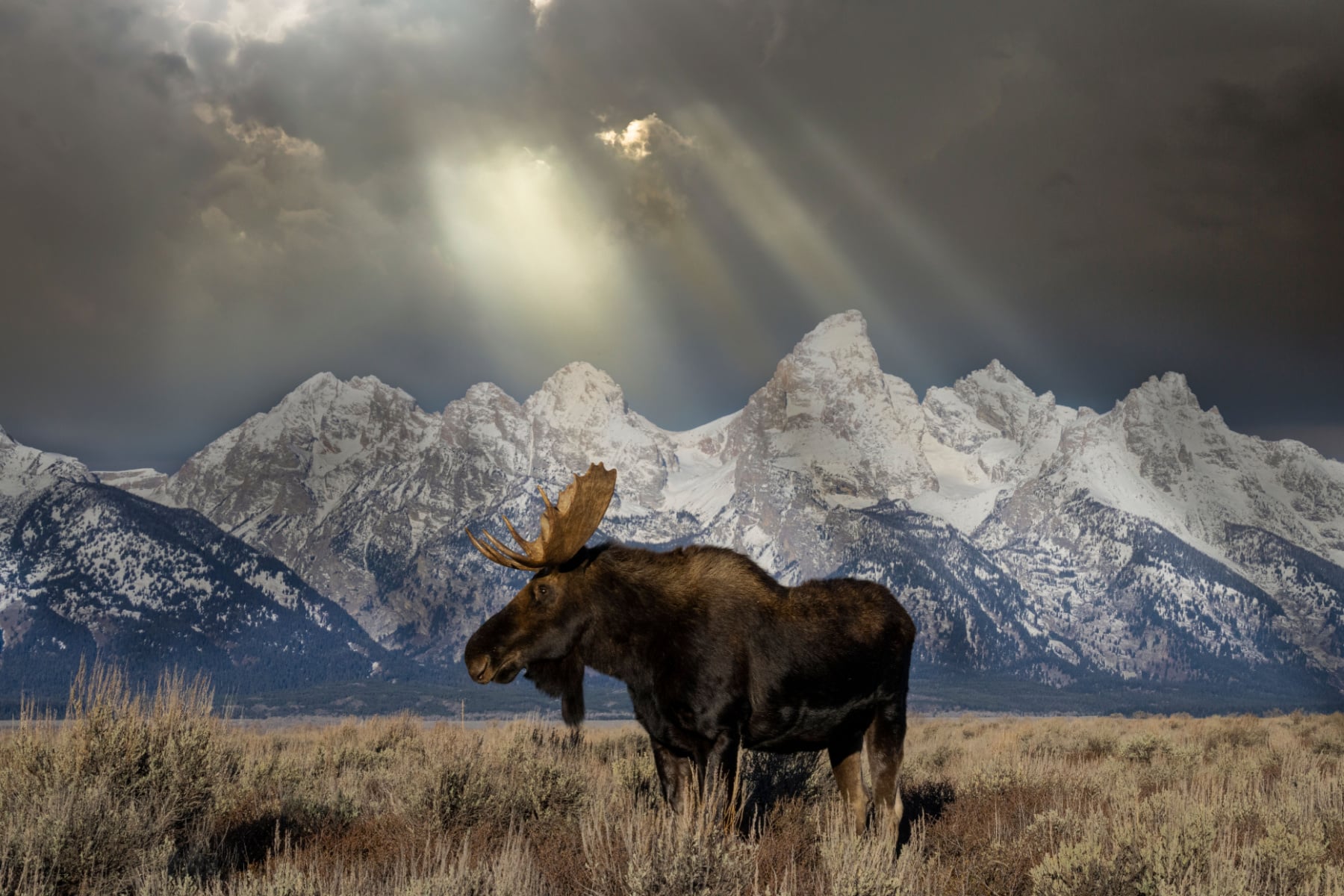 A lone moose in a field with Grand Teton mountains behind it. 