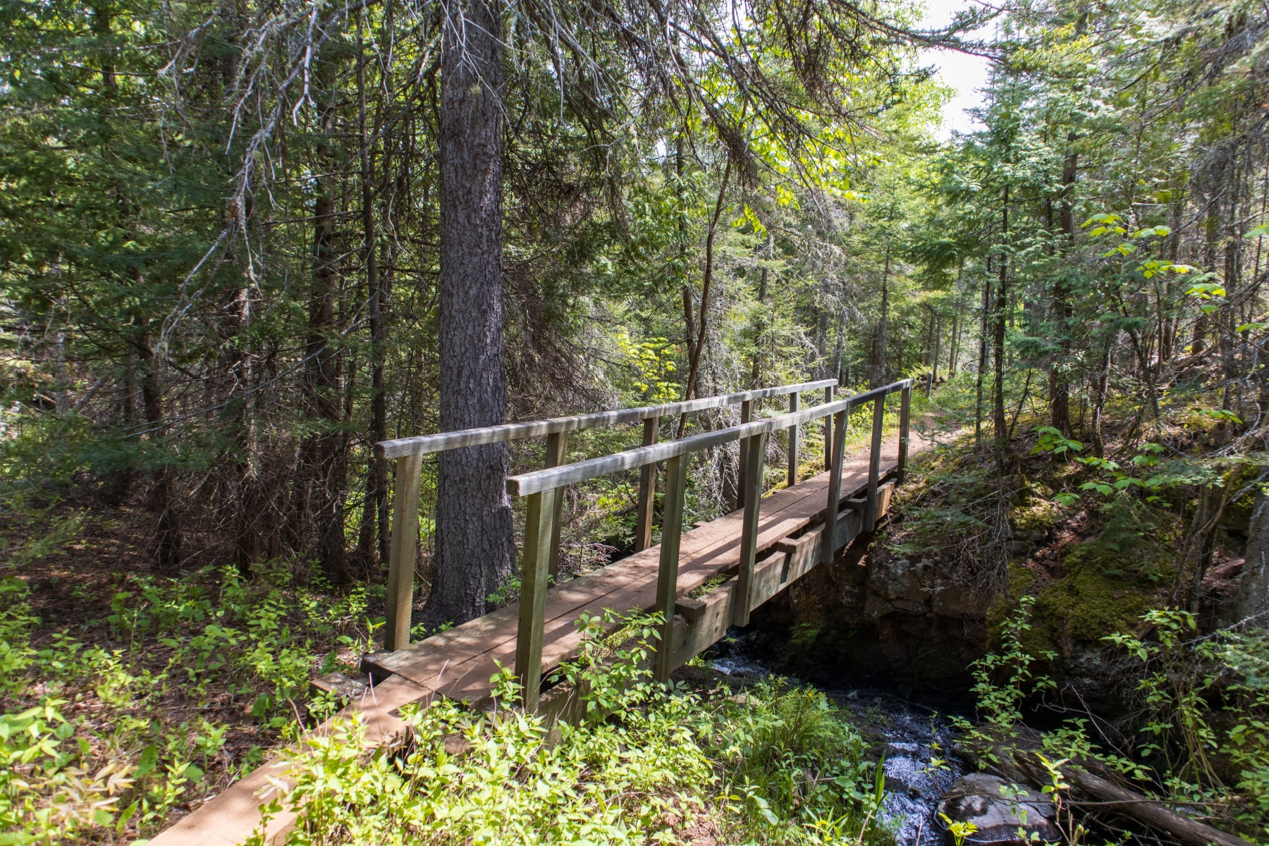 Greenstone Ridge Trail weaves through bogs with boardwalks and bridges. 