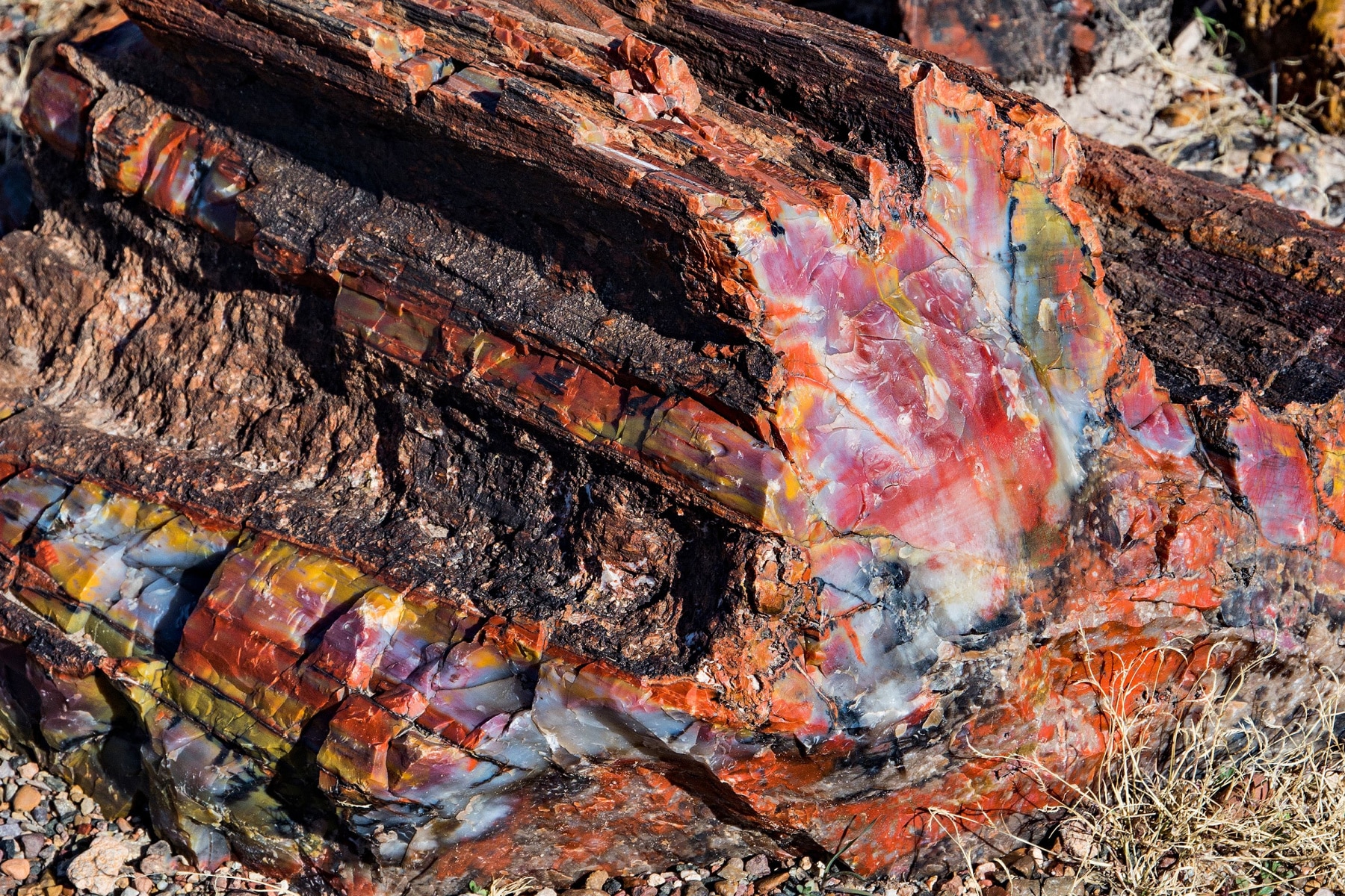 An up close look at petrified wood with dazzling mineral colors inside.