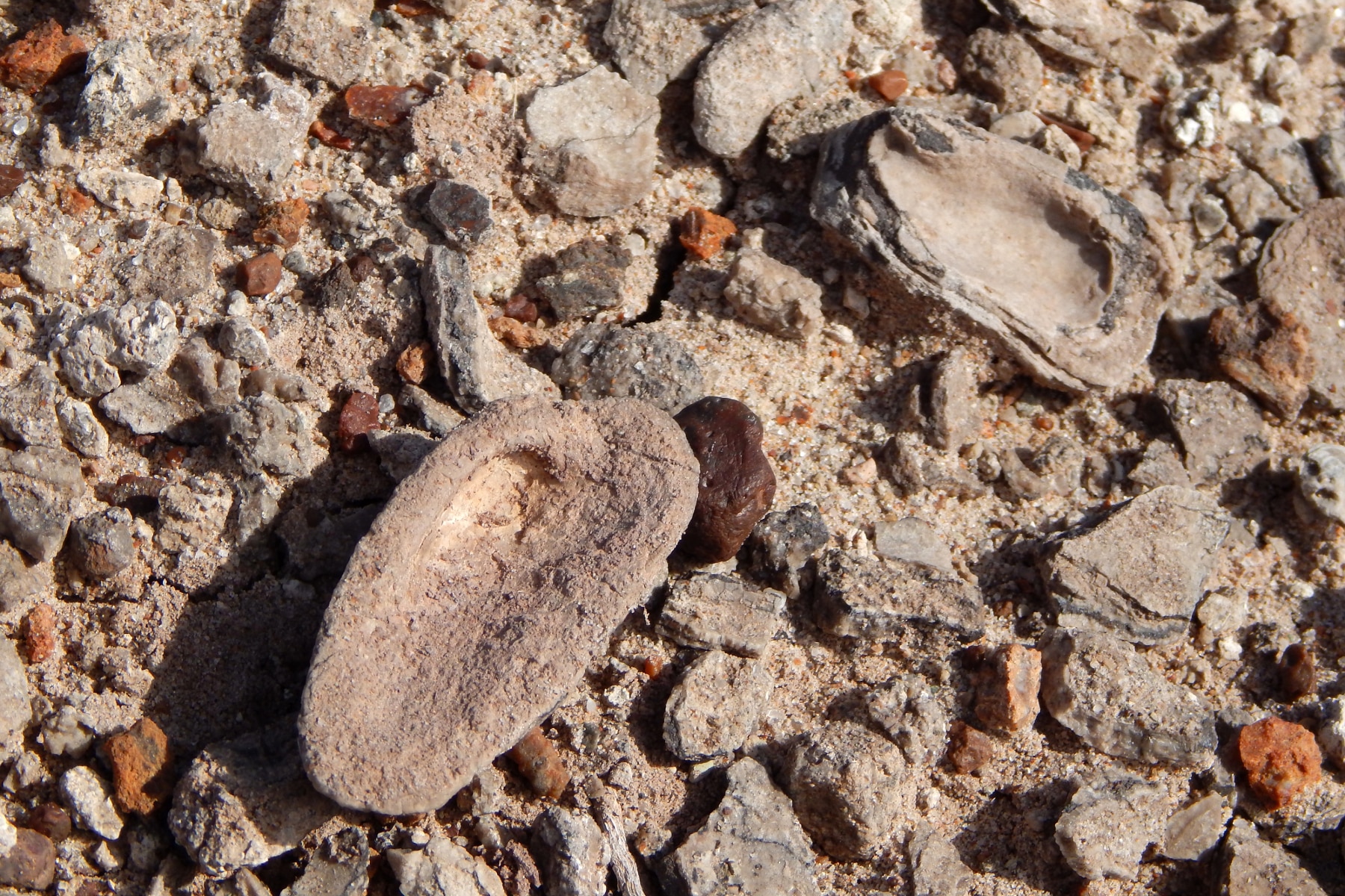 Freshwater clam fossils mixed among the rocks and sand at Petrified Forest National Park.