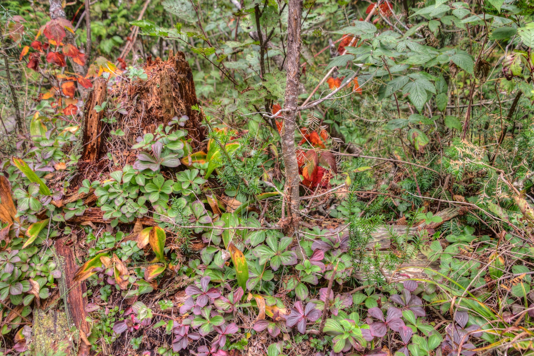 Colorful plants on the Minong Ridge Trail. 