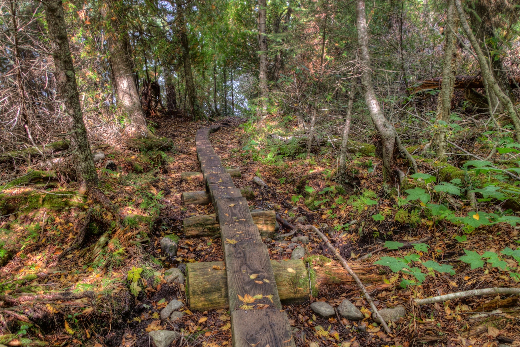 A narrow boardwalk leads through a bog at Isle Royale National Park. 