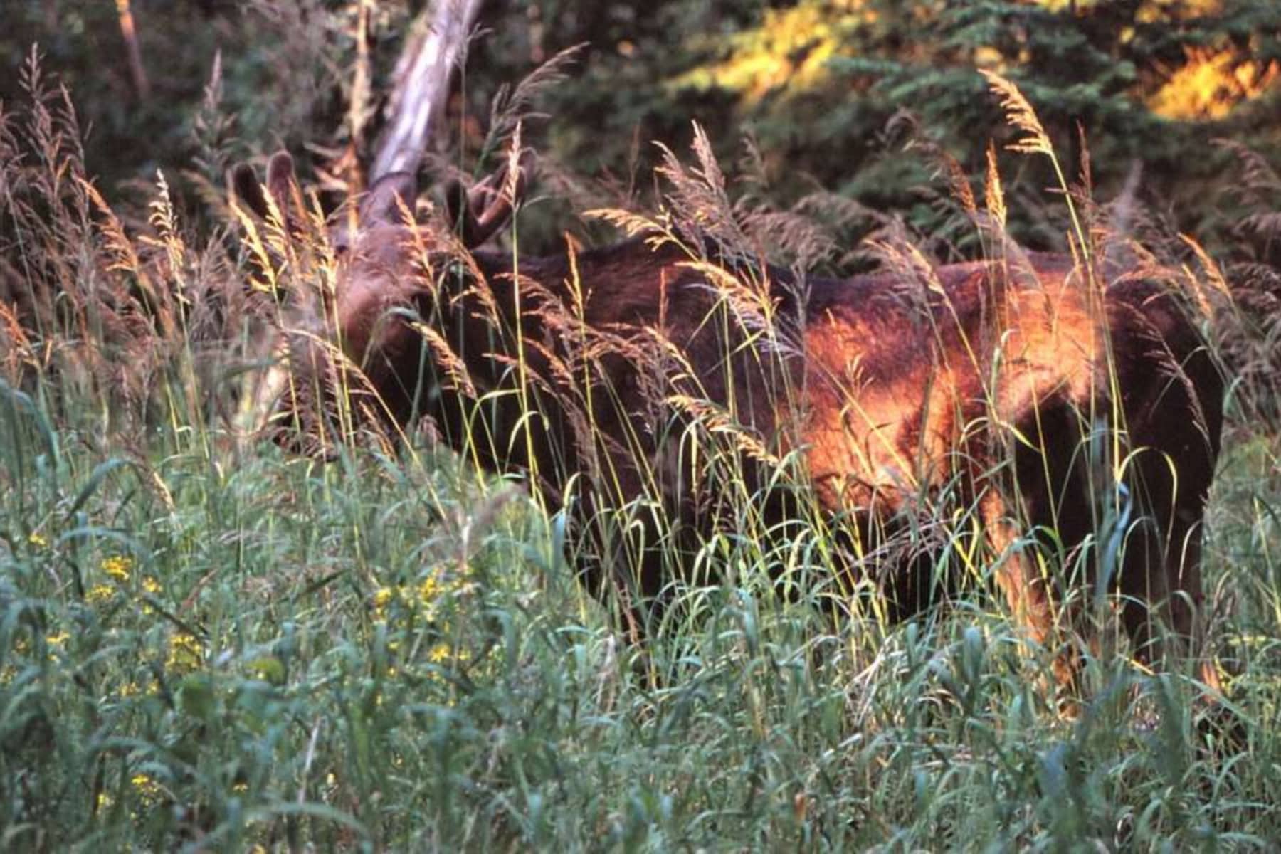 A moose behind trees and tall grasses in Isle Royale Michigan.