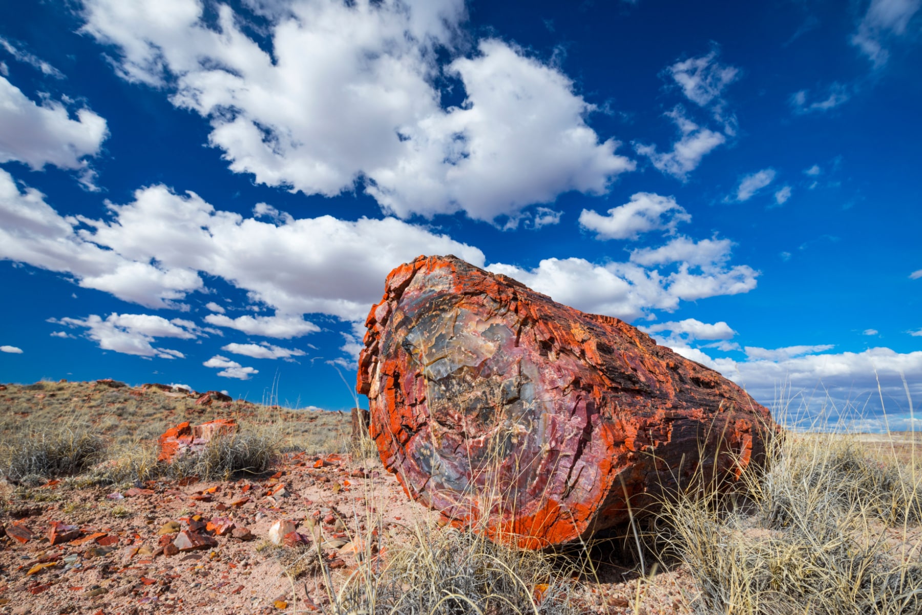 Petrified wood with scatterings of wood pieces around under a blue and white cloud-filled sky.