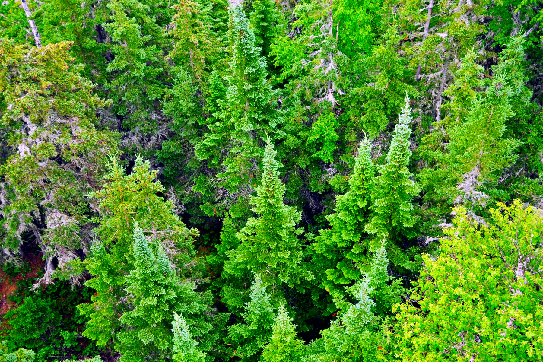 Vibrant evergreen trees at Isle Royale National Park. 