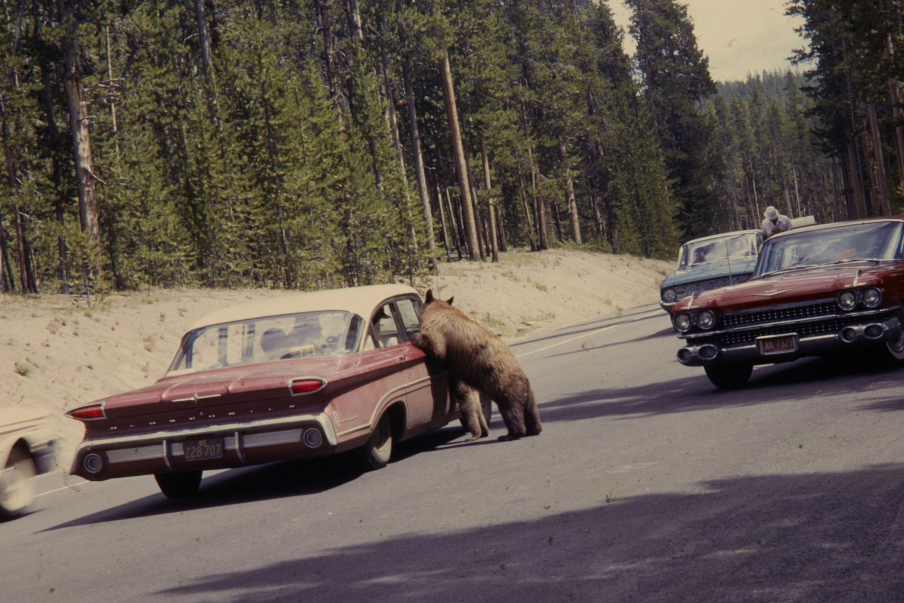 Bears fed from cars in Yellowstone in this historical photo circa 1960s.