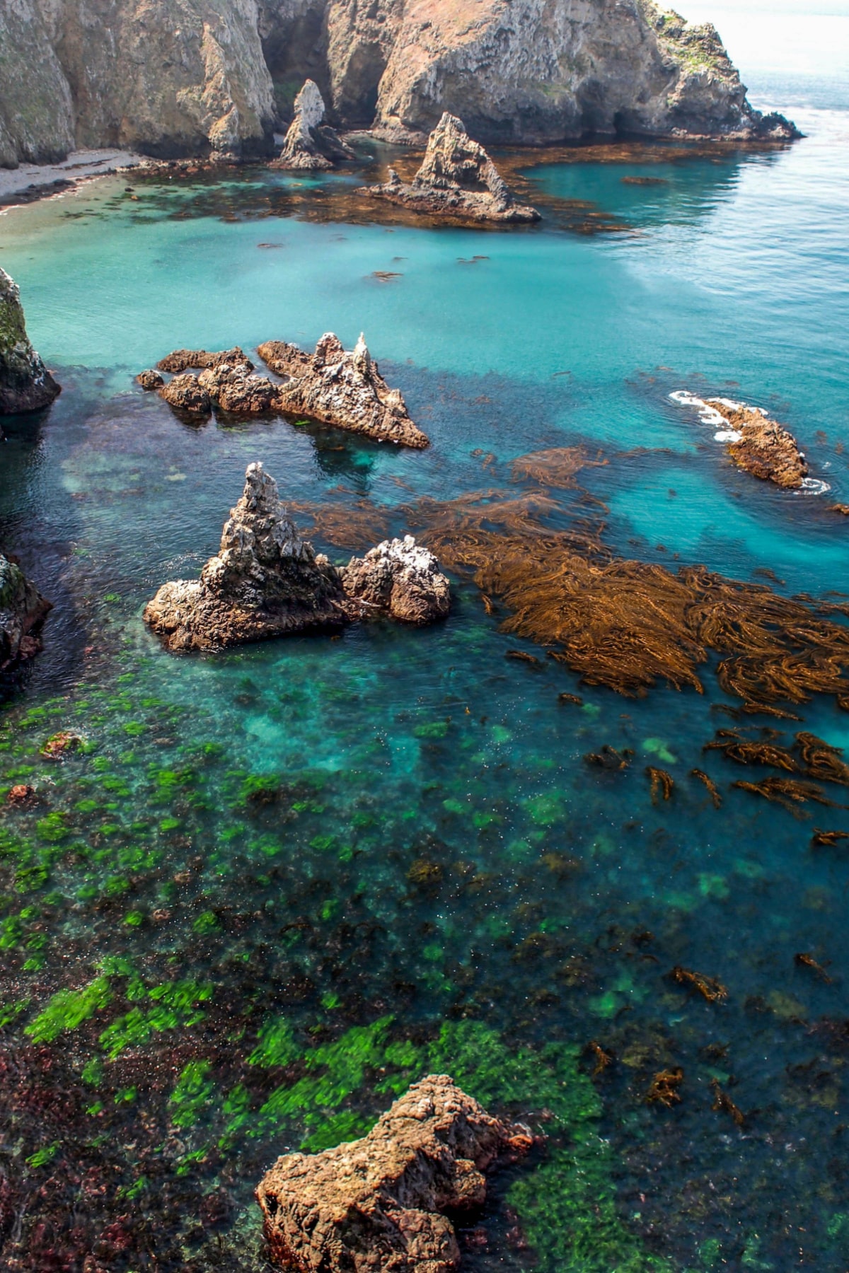 A kelp forest under the water surrounded by a tall crescent shaped cliff in Channel Islands National Park. 