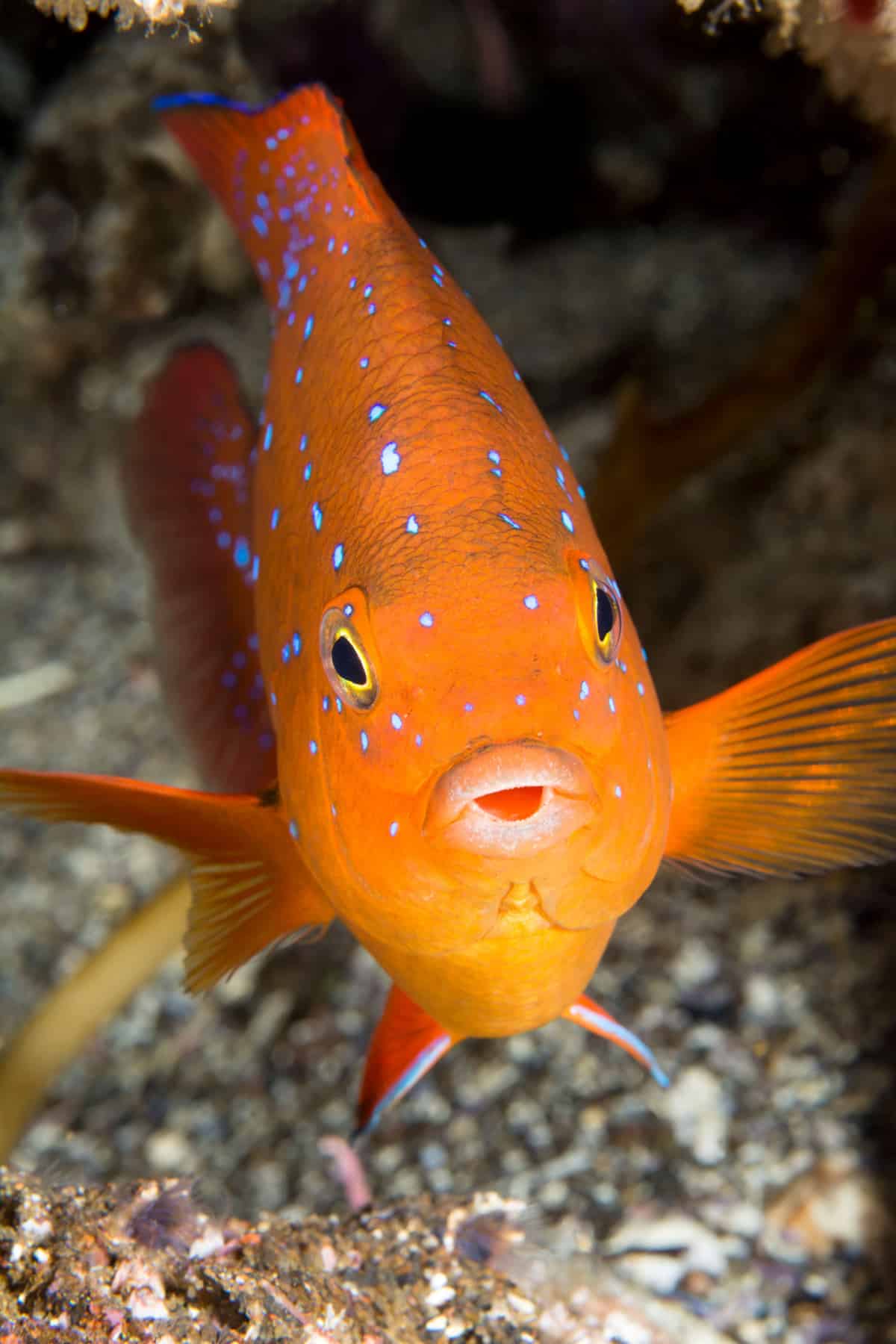 The bright orange Garibaldi fish looks like a large goldfish