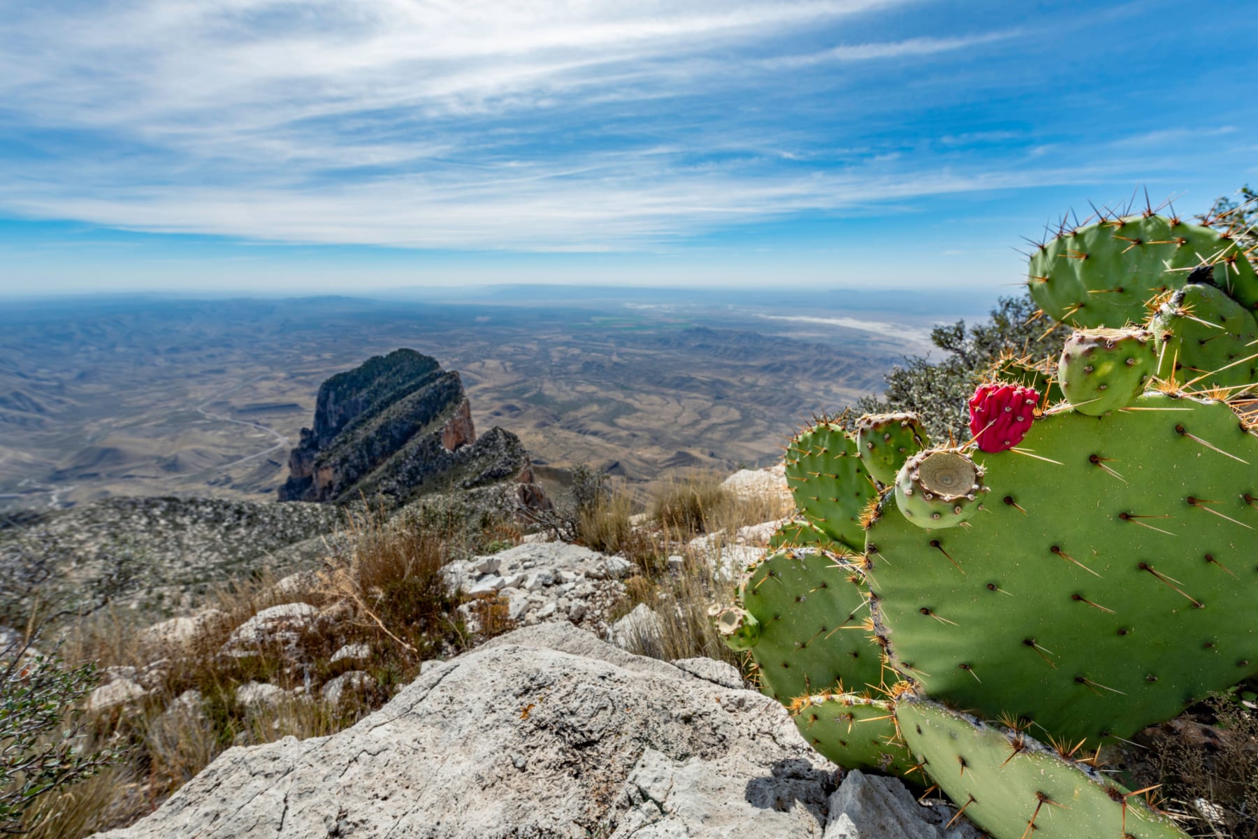 A green cactus with red flowering fruit looks over a prominent peak in the West Texas landscape. 