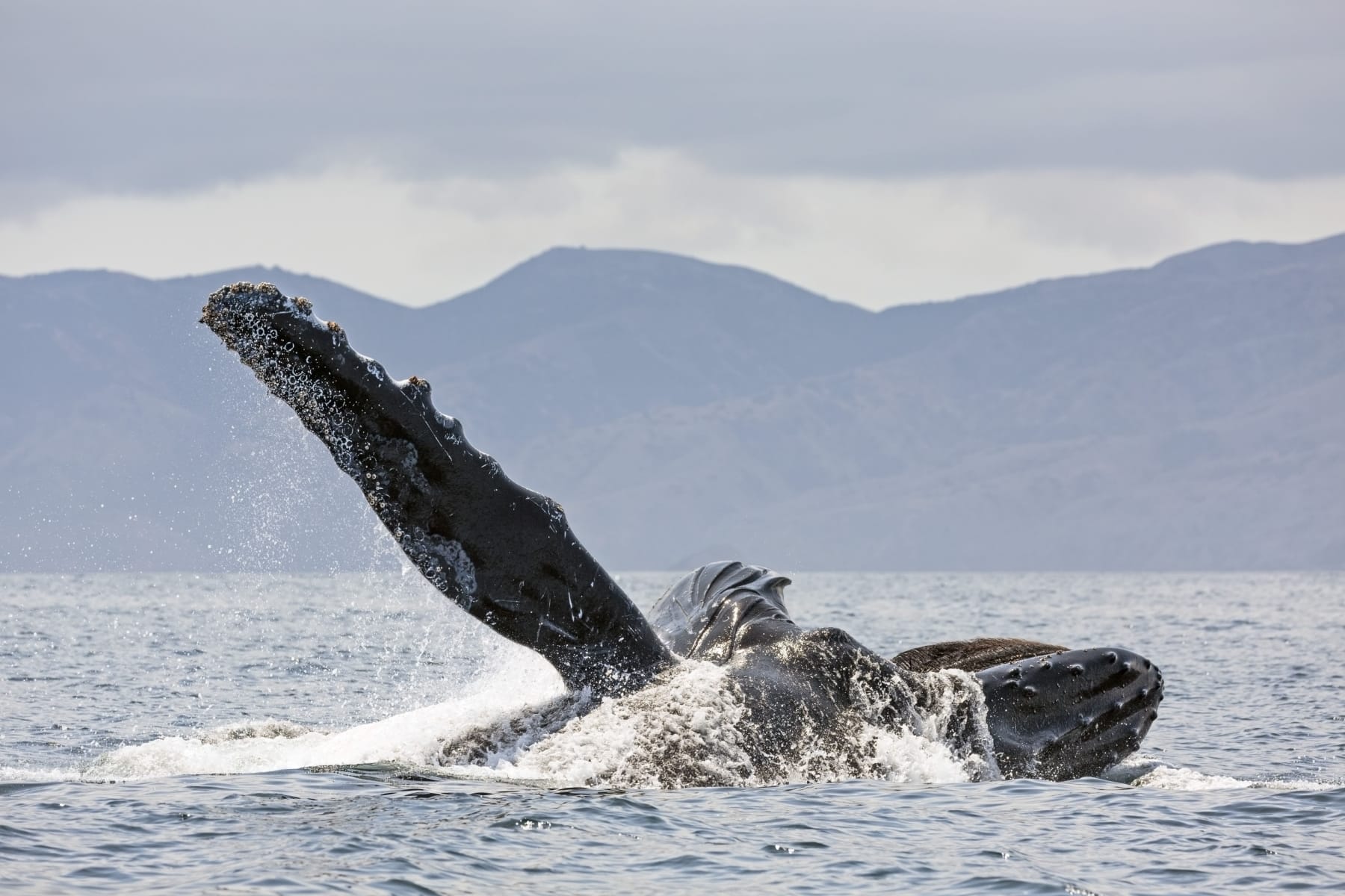 A humpback whale "waves" in the water, during a whale watching tour, one of the best Channel Islands National Park things to do. 