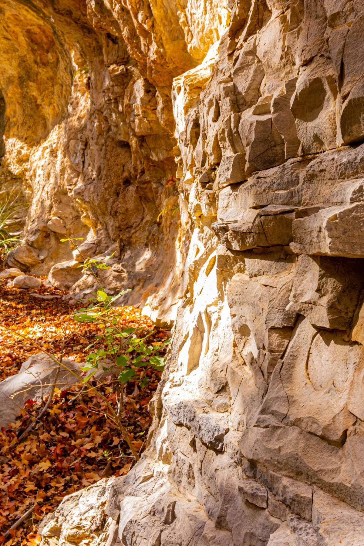 One of the best Guadalupe Mountains National Park Hikes is through the cool limestone of McKittrick Canyon.