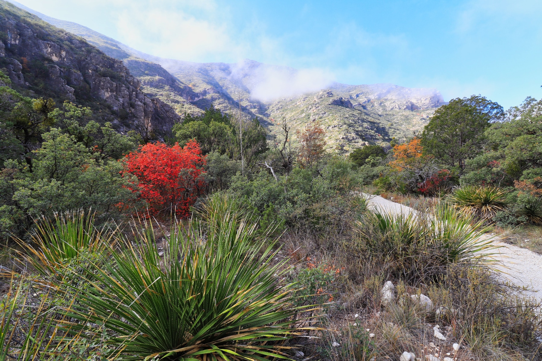 McKittrick Canyon is one of the best Guadalupe Mounains National Park hikes for it's stunning colors among the desert landscape, as seen here. 