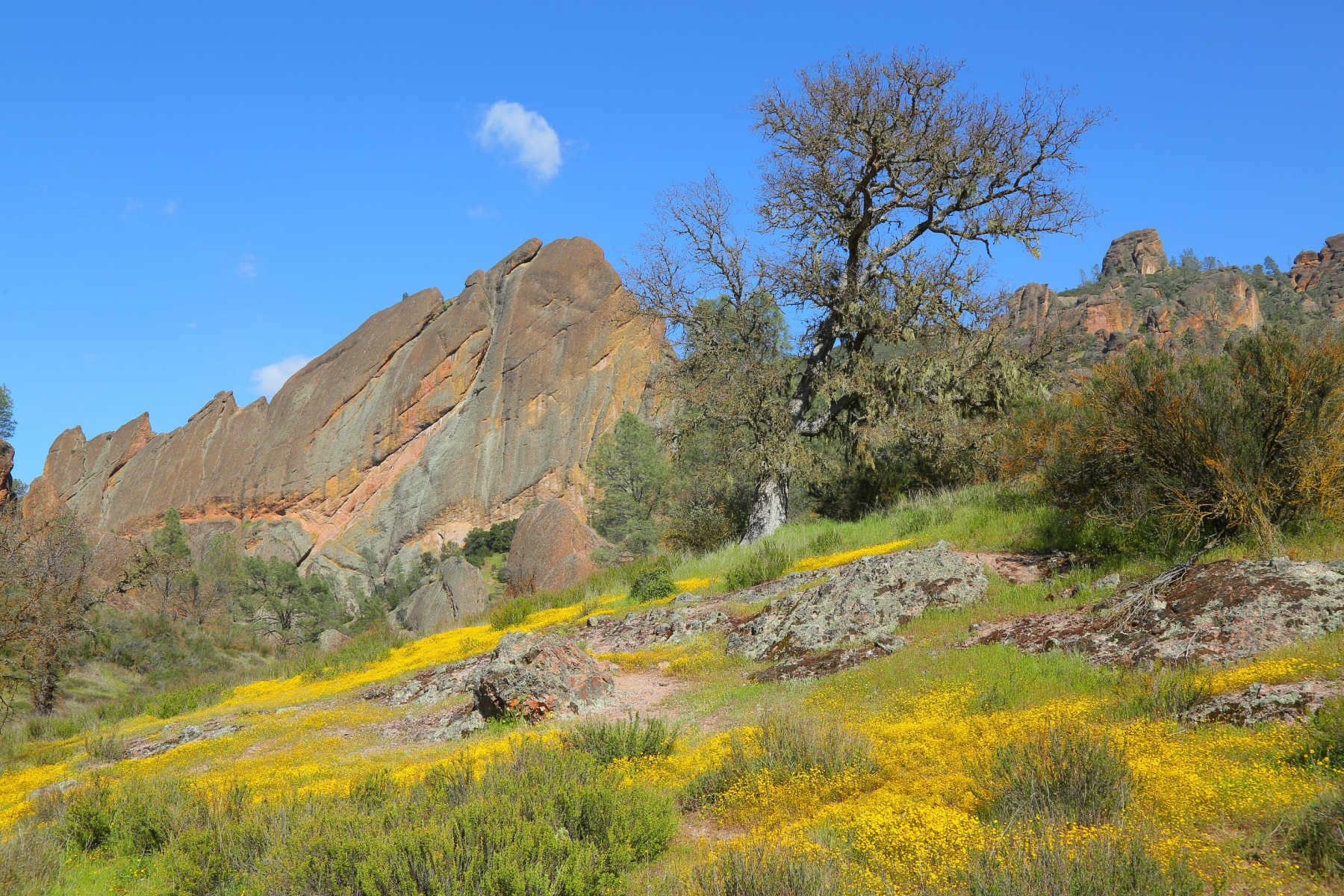 Yellow wildflowers in Pinnacles National Park make it one of the best national parks in April.