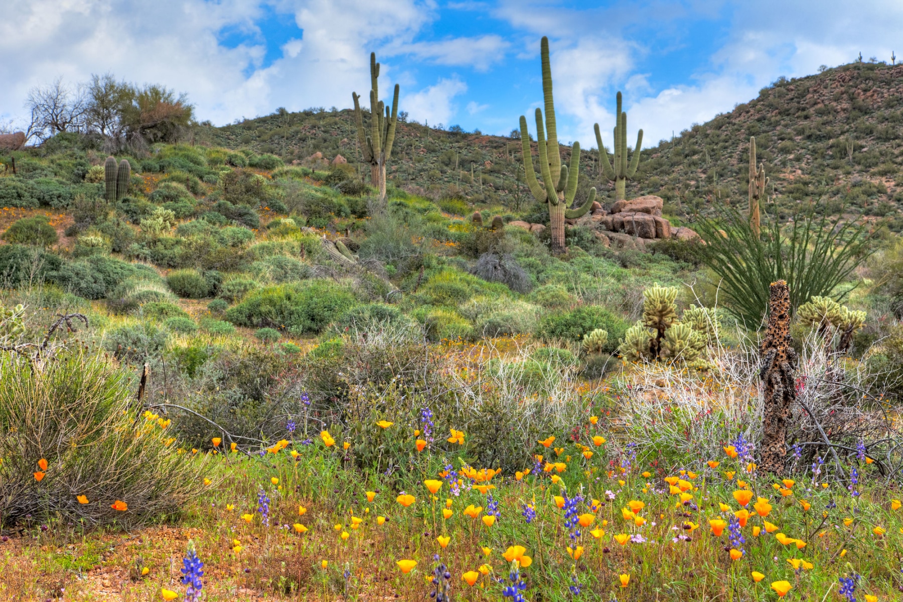 Best National Parks to visit in April include the bright blooms of the wildflower and cacti of Saguaro National Park.