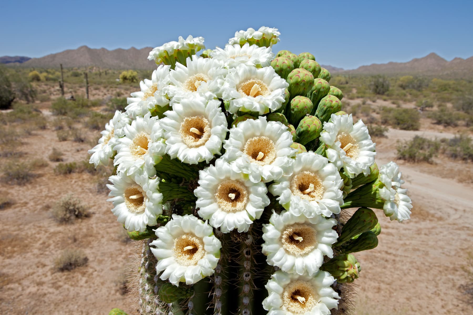 Saguaro Cactus Blooms with white and yellow flowers make Saguaro National Park one of the best national parks to visit in April. 