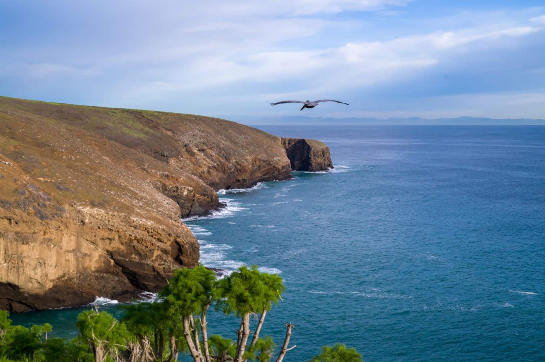 One of the best things to do in Channel Islands National Park is visit this remote island of Santa Barbara, seen here with a pelican flying over the water.